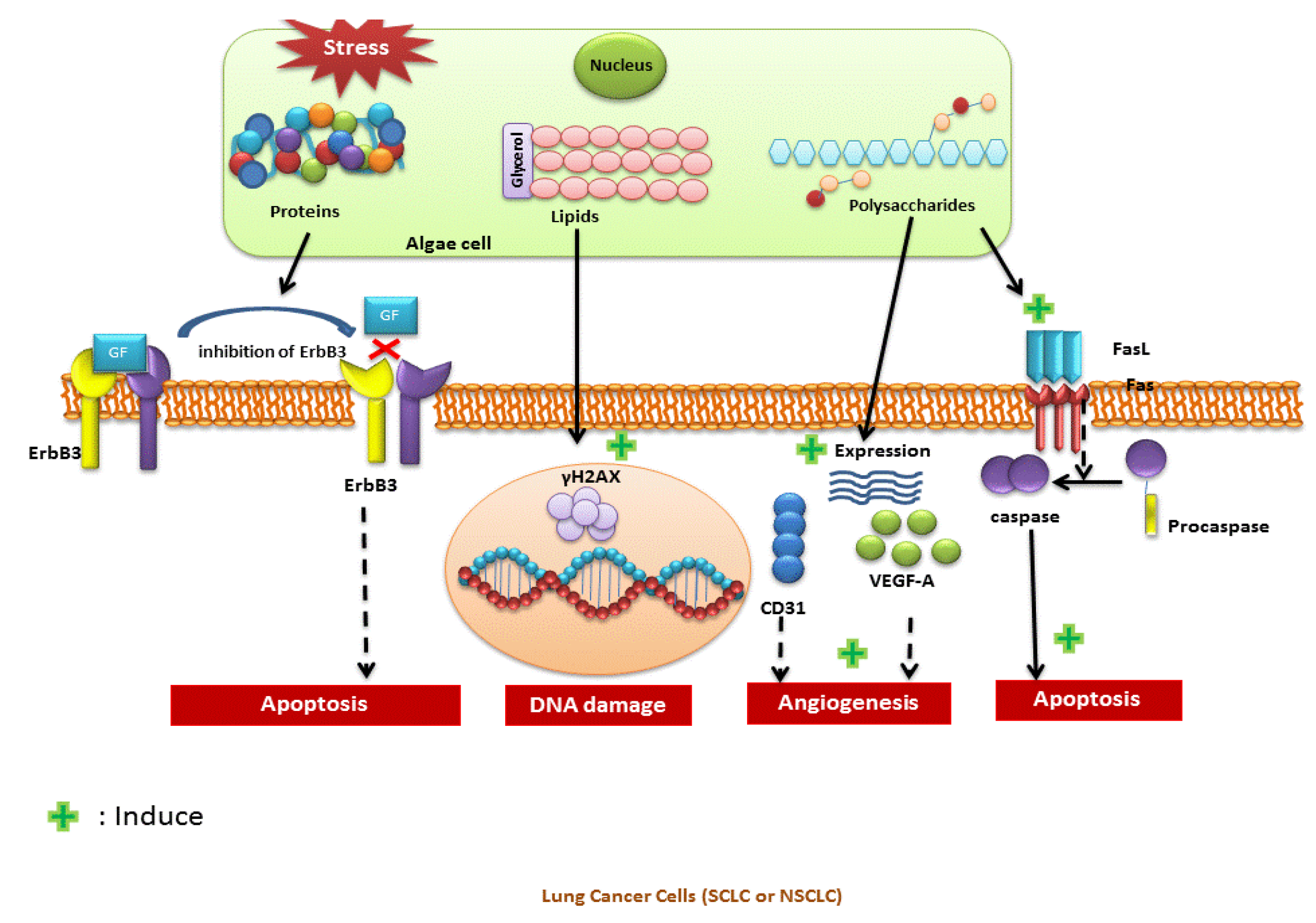 Marinedrugs 18 00197 g002