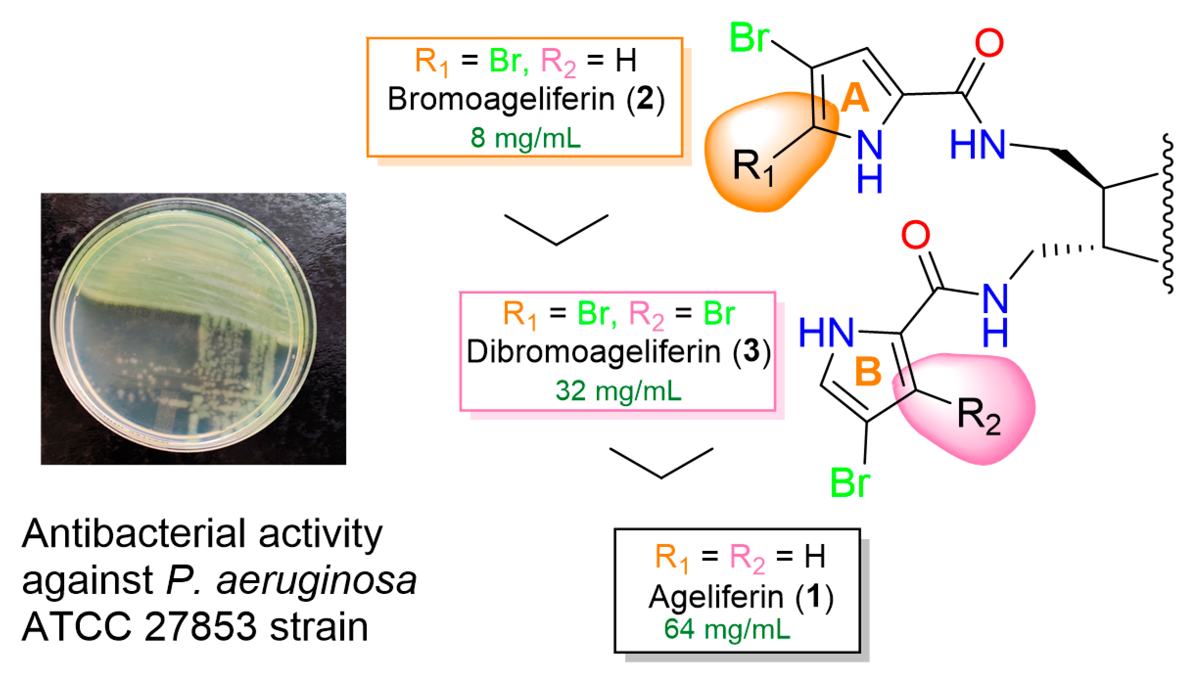 Antibacterial activity