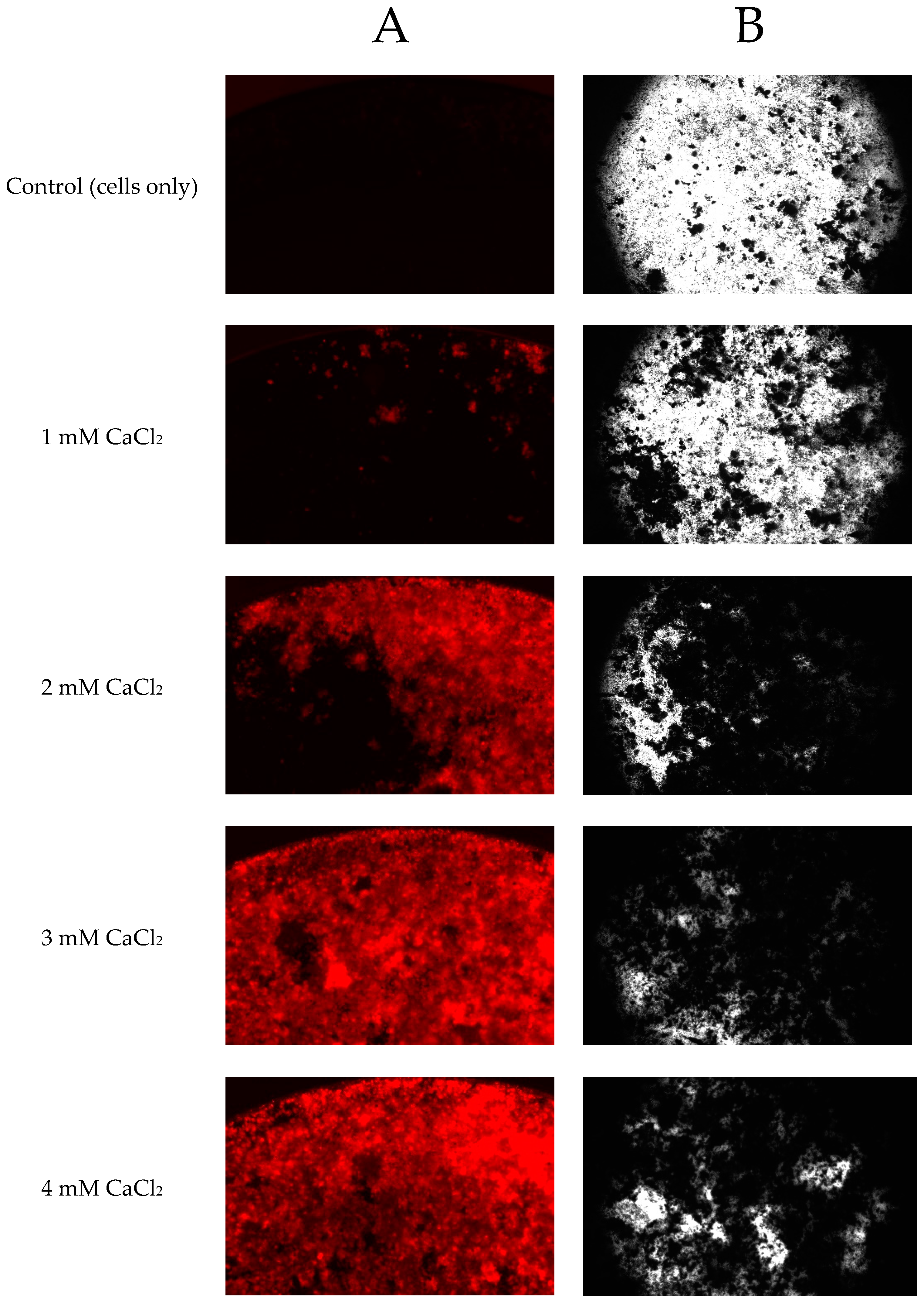 Marinedrugs 18 00373 g006