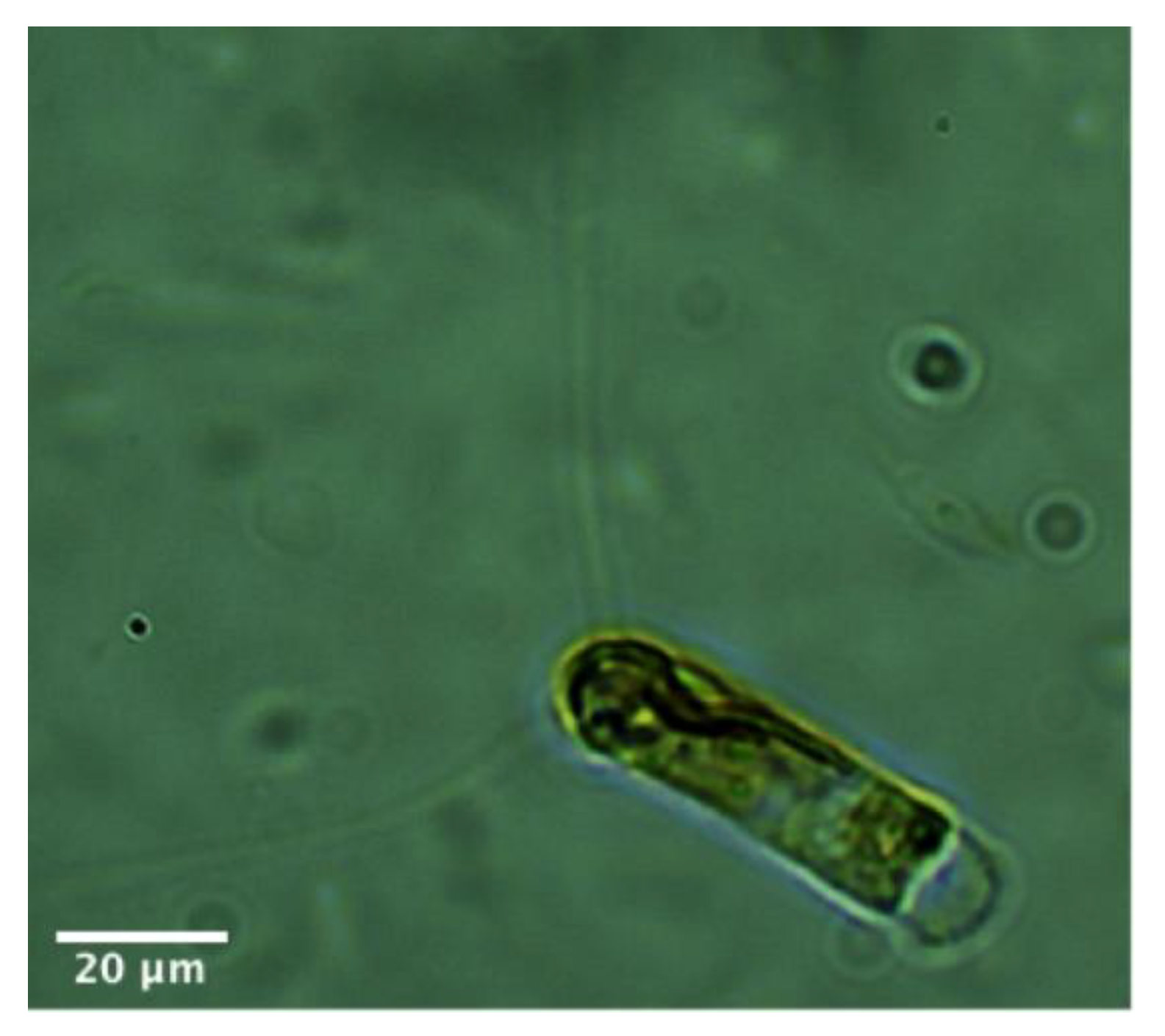 Marinedrugs 18 00403 g001