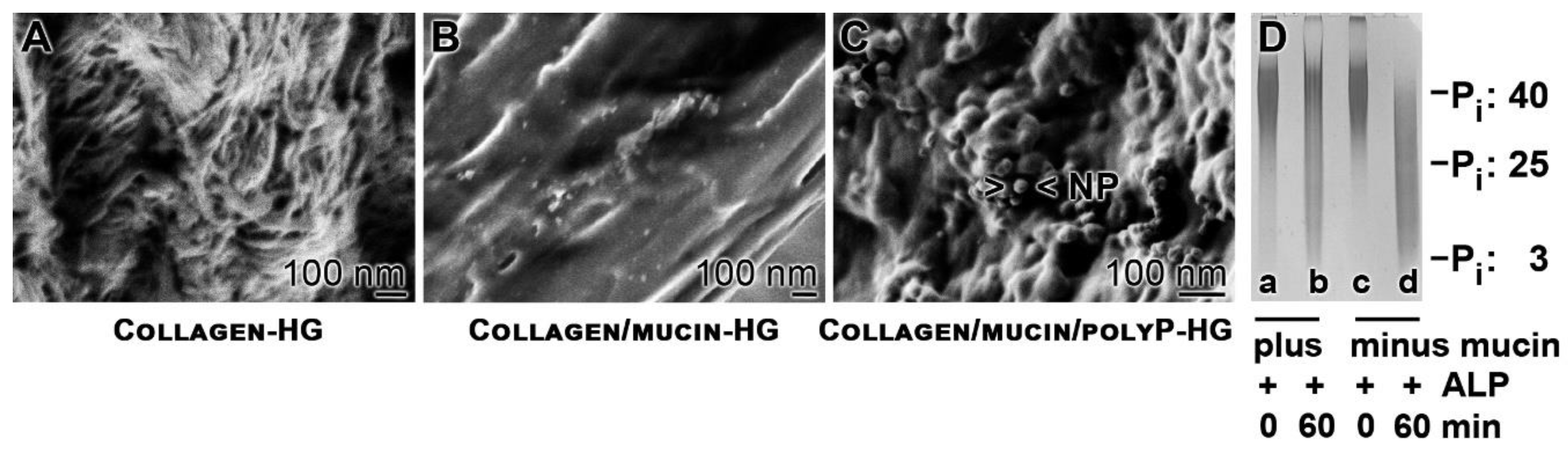 Marine Drugs Free Full Text Morphogenetic Mucin Expression As Well As Potential Anti Corona Viral Activity Of The Marine Secondary Metabolite Polyphosphate On A549 Cells Html