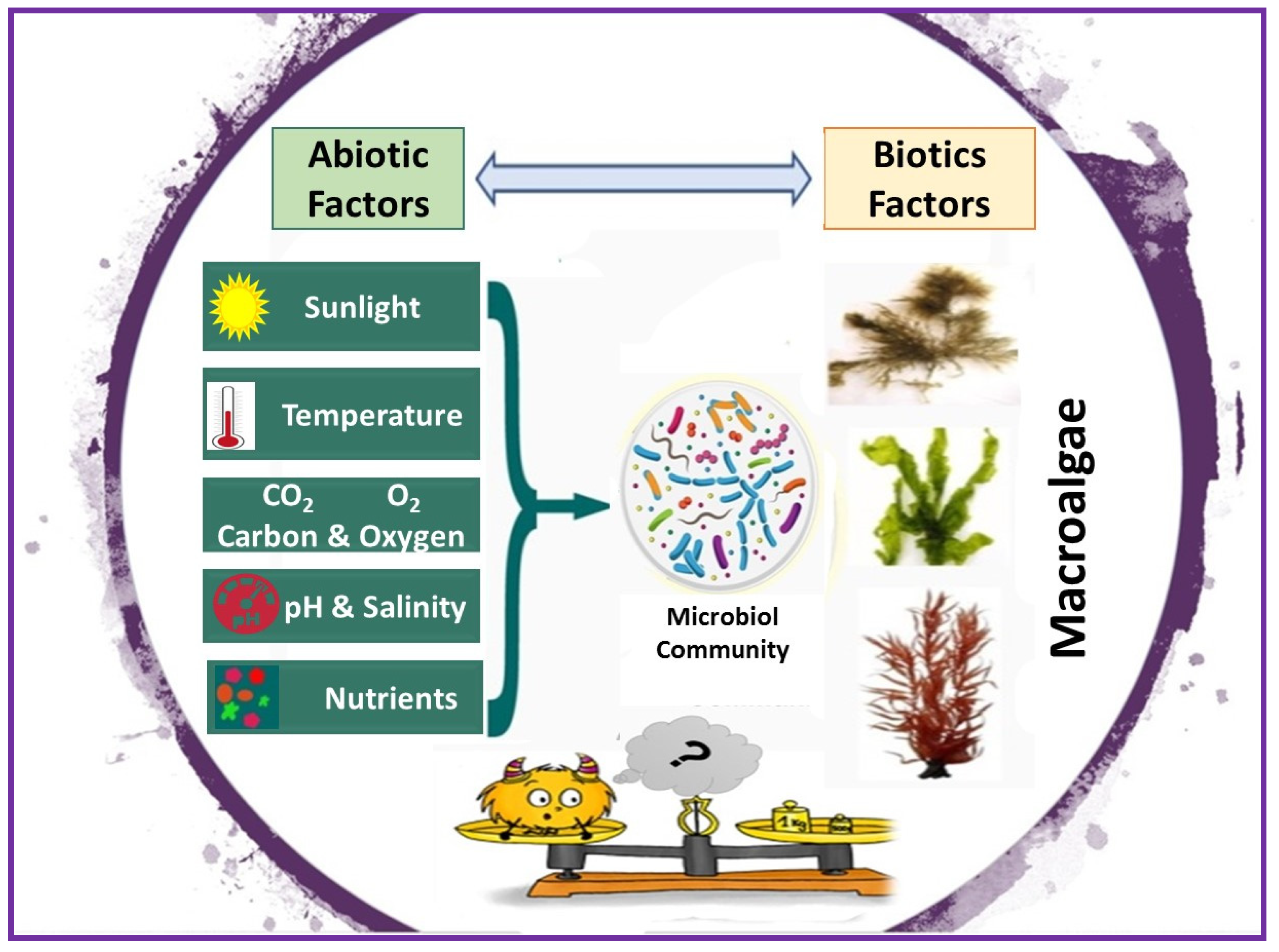 Marine Drugs Free Full Text Ecological And Industrial Implications Of Dynamic Seaweed Associated Microbiota Interactions Html