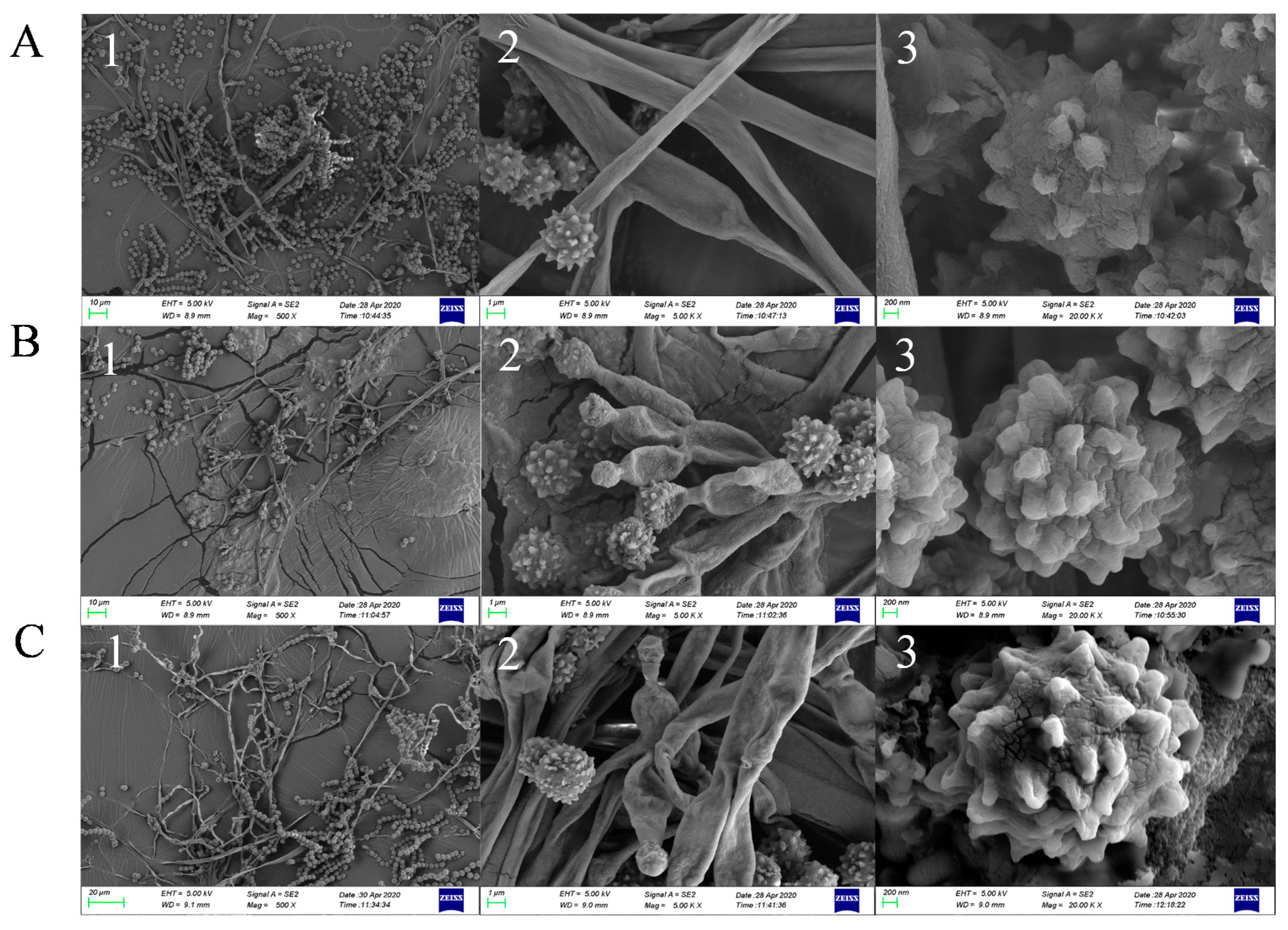 Marinedrugs 18 00652 g004 Marinedrugs 18 00652 g004