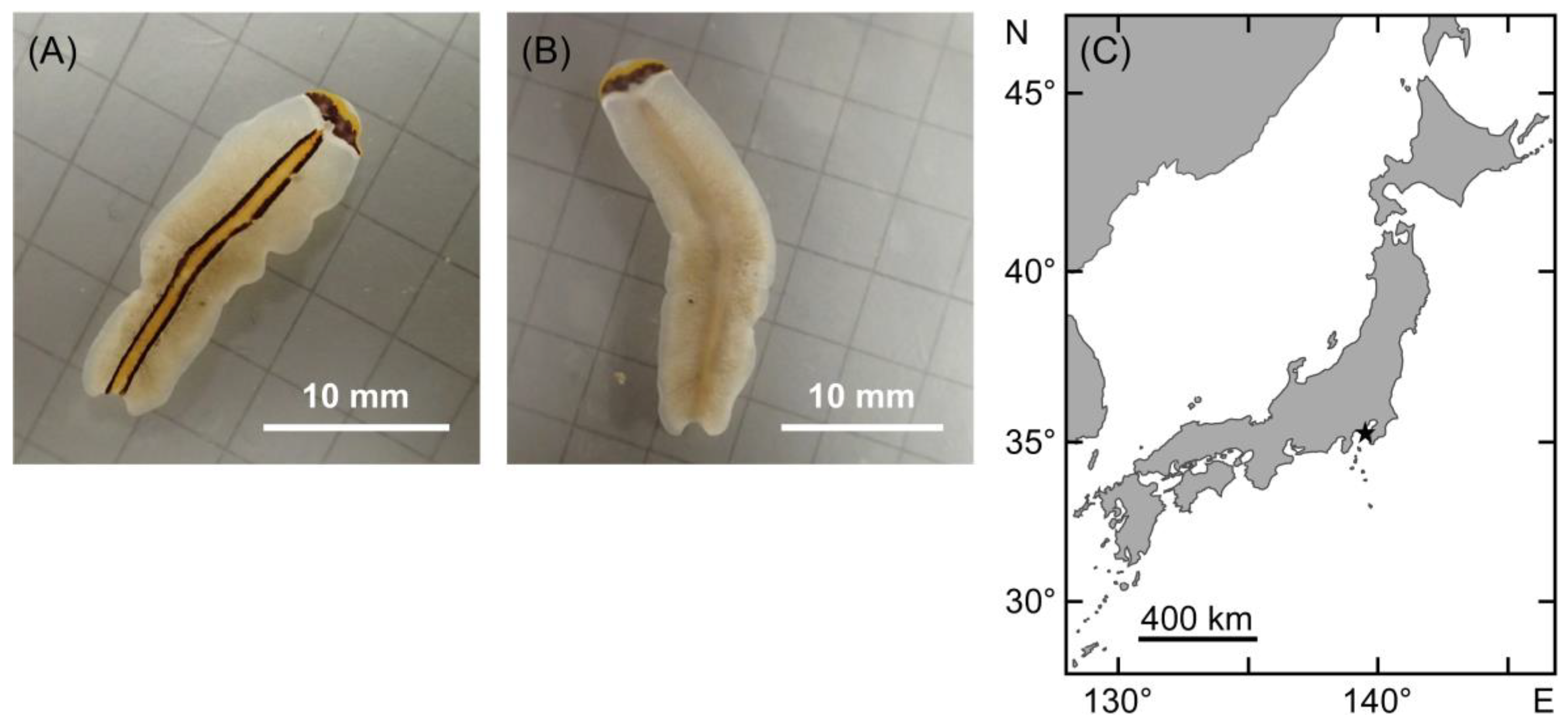 Two new species of Neotropical land flatworms (Platyhelminthes:  Continenticola) occurring in ferruginous and limestone caves - ScienceDirect