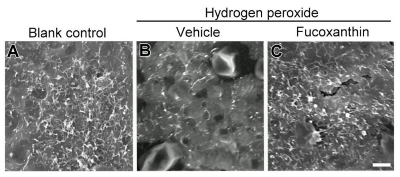 Marinedrugs 19 00114 g007