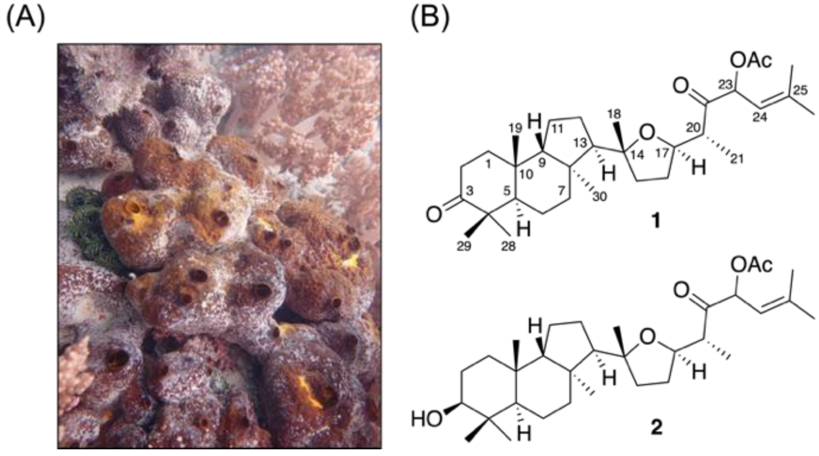 Marinedrugs 19 00206 g001 Marinedrugs 19 00206 g001