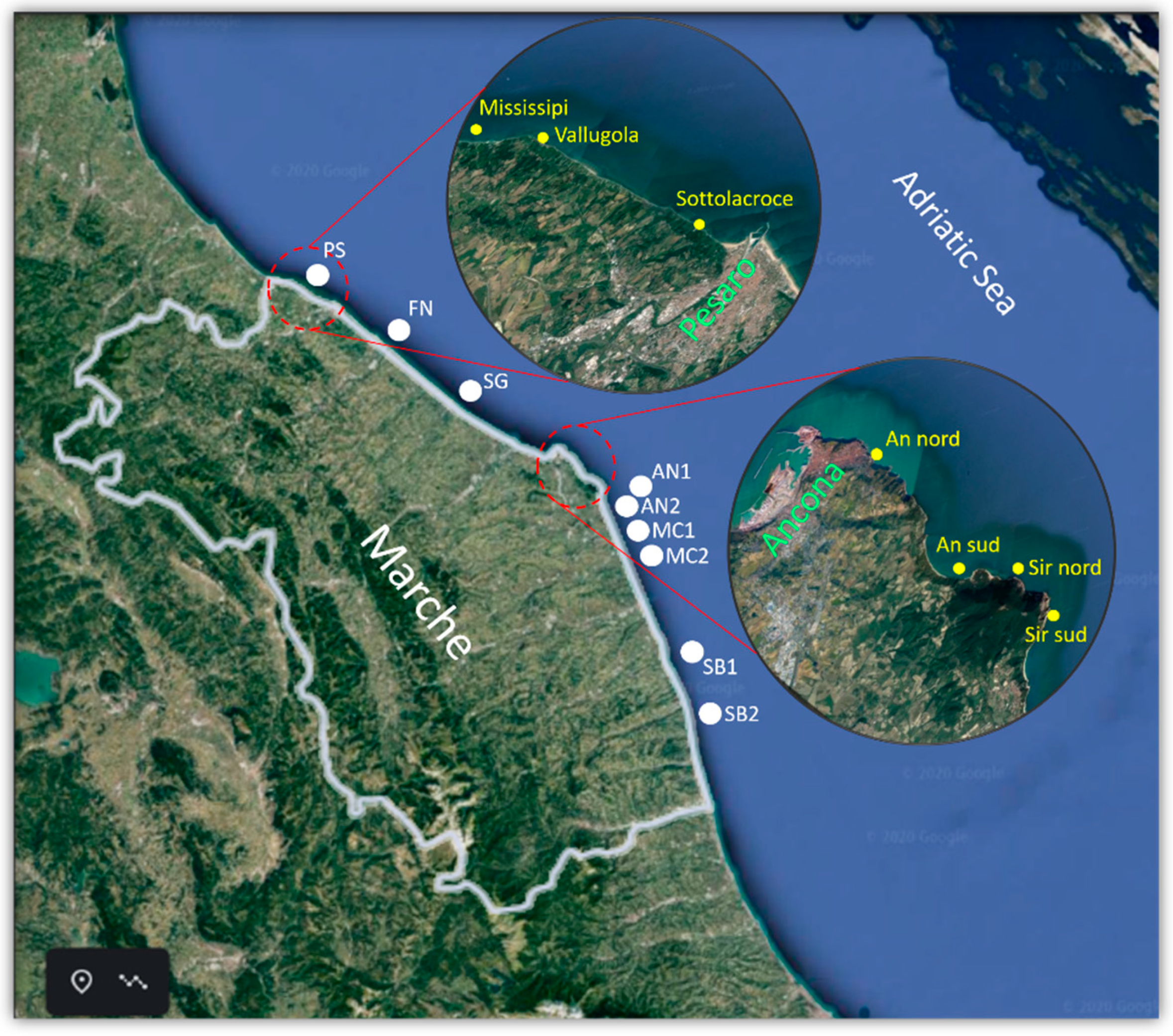 Marinedrugs 19 00304 g004