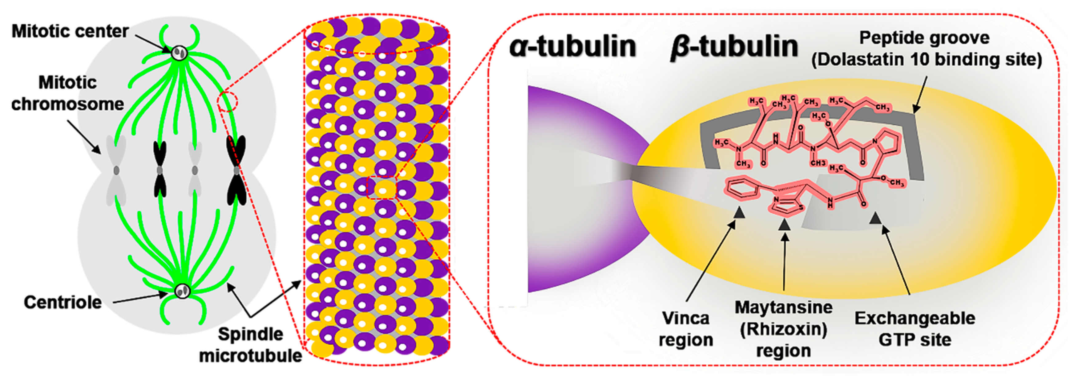 Marinedrugs 19 00363 g003