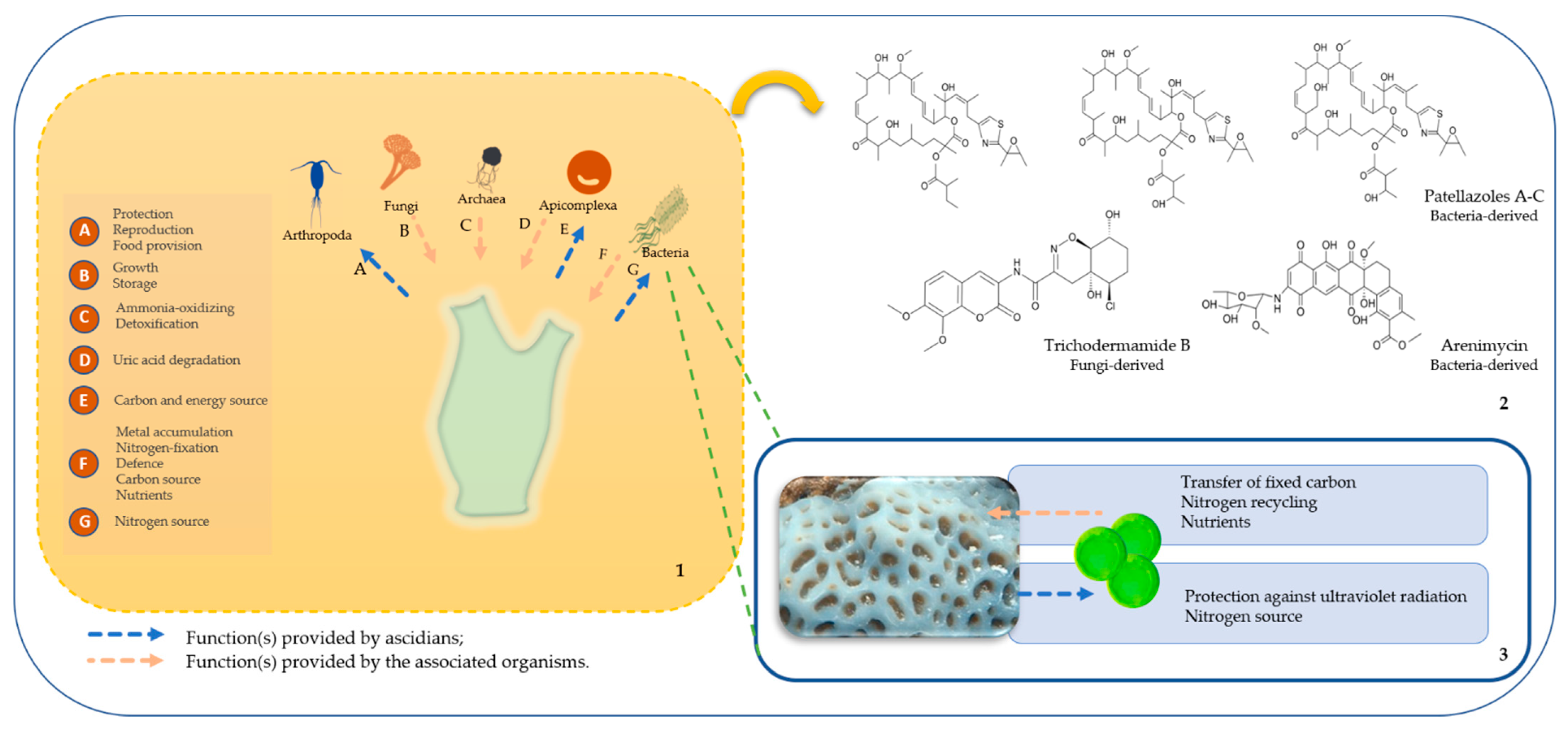 Marinedrugs 19 00370 g003 Marinedrugs 19 00370 g003