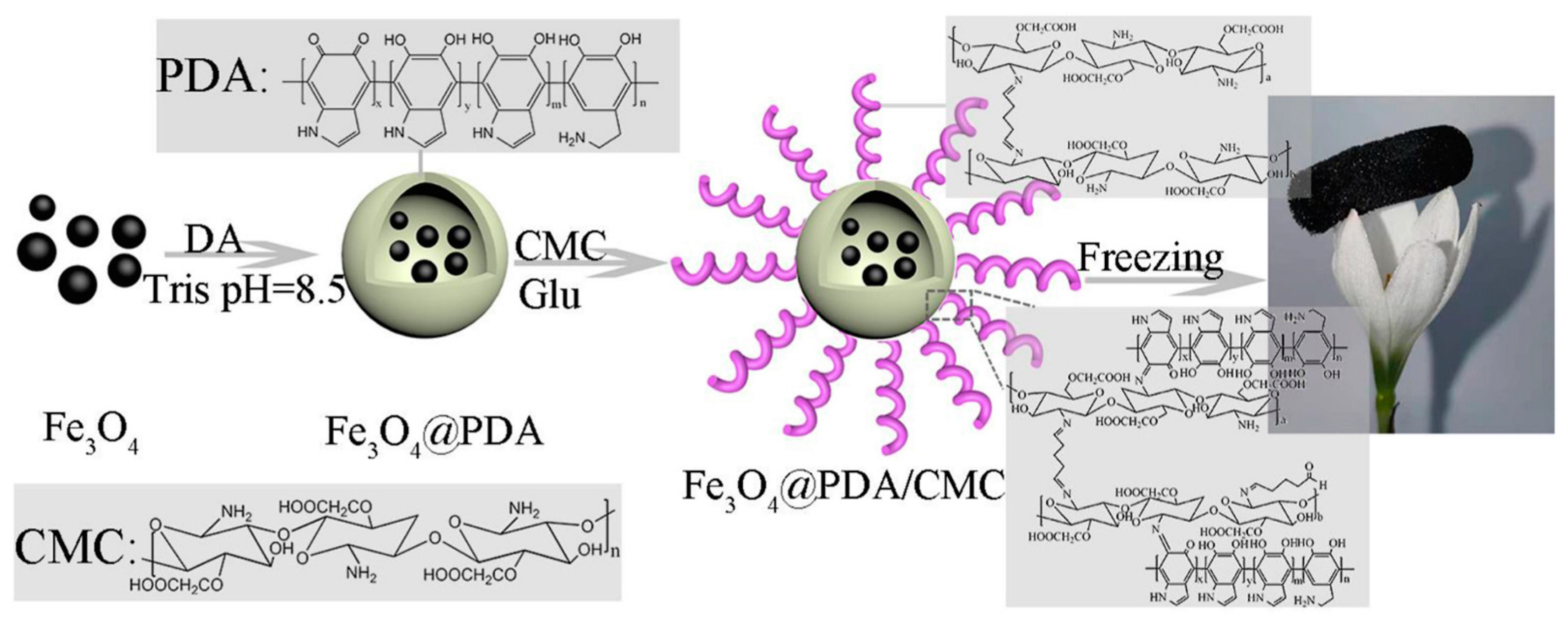 Marinedrugs 19 00372 g005