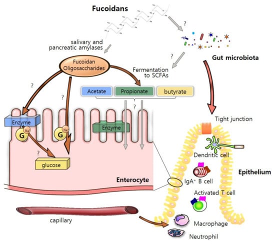 Marine Drugs | Free Full-Text | Fucoidans and Bowel Health