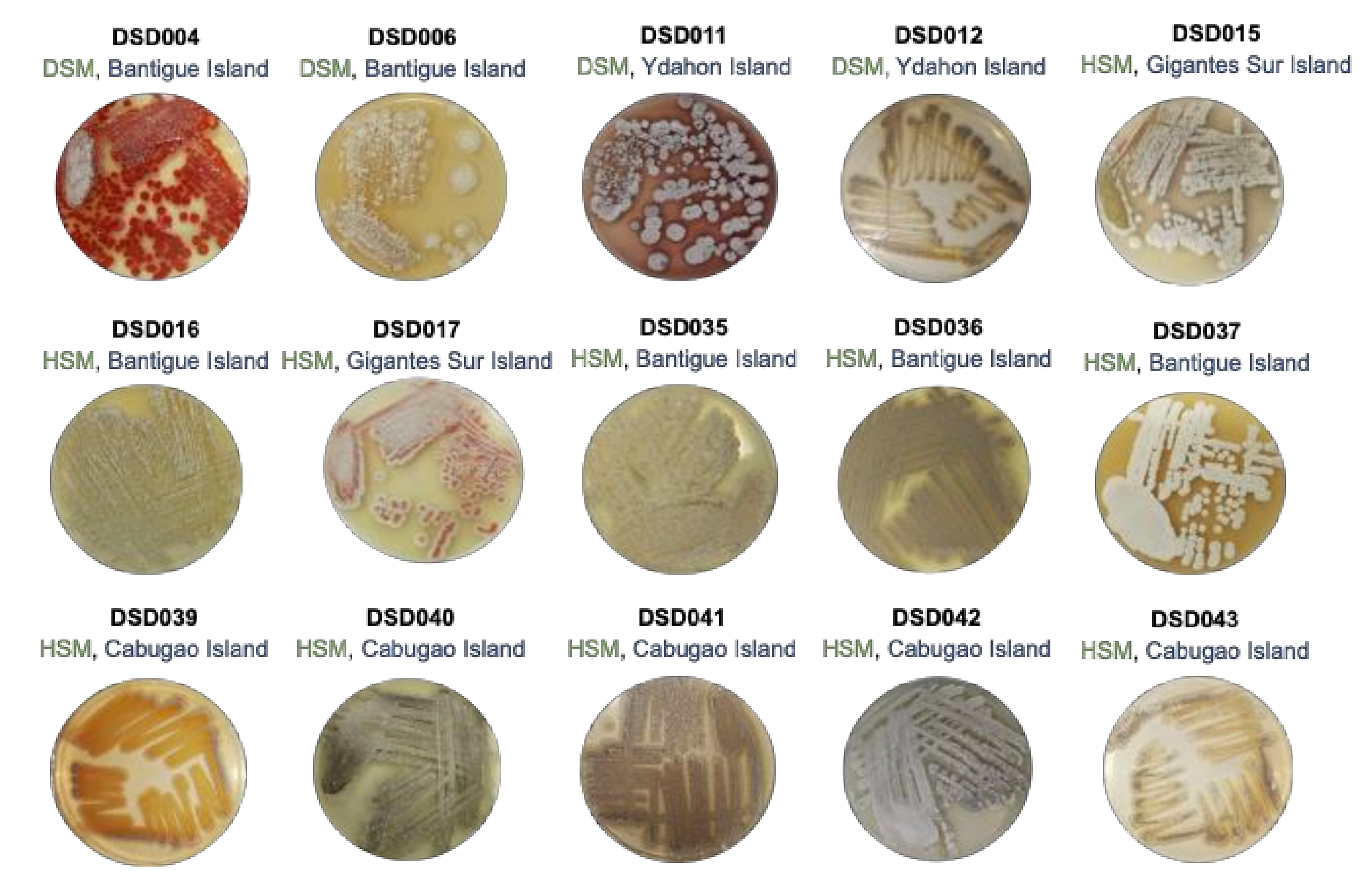 Marinedrugs 19 00441 g001 Marinedrugs 19 00441 g001