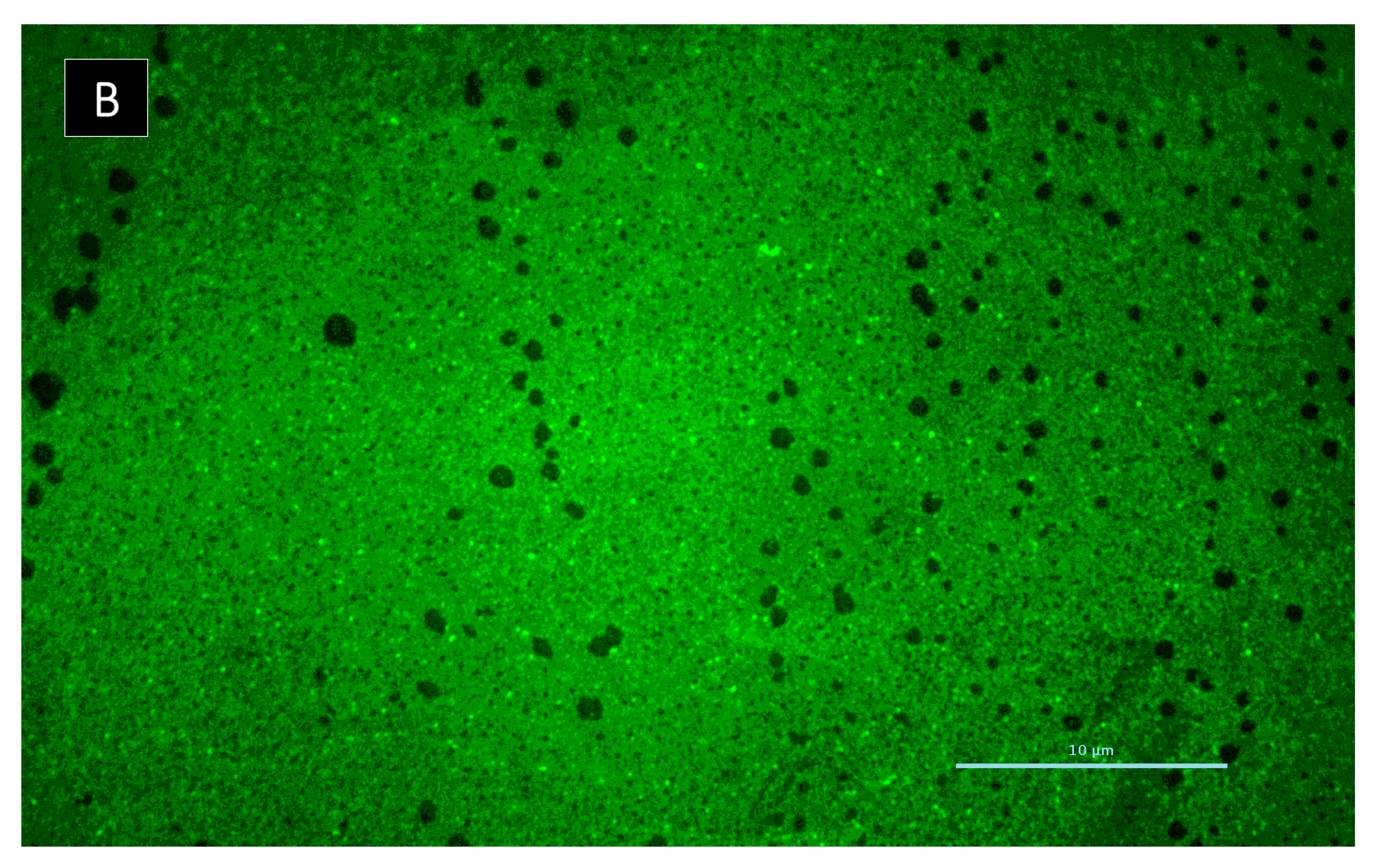 Marinedrugs 19 00457 g009b