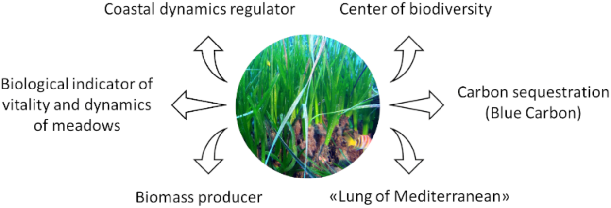 Marine Drugs Free Full Text An Overview Of New Insights Into The Benefits Of The Seagrass Posidonia Oceanica For Human Health Html