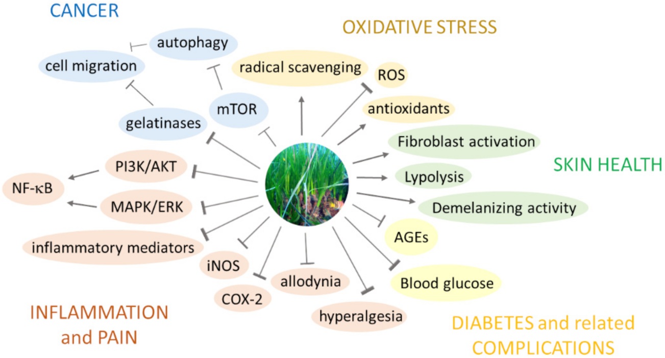 Marinedrugs 19 00476 g003