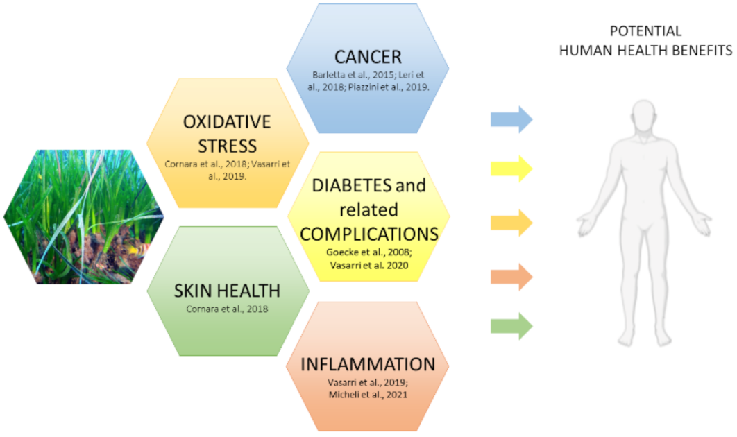 Marinedrugs 19 00476 g004