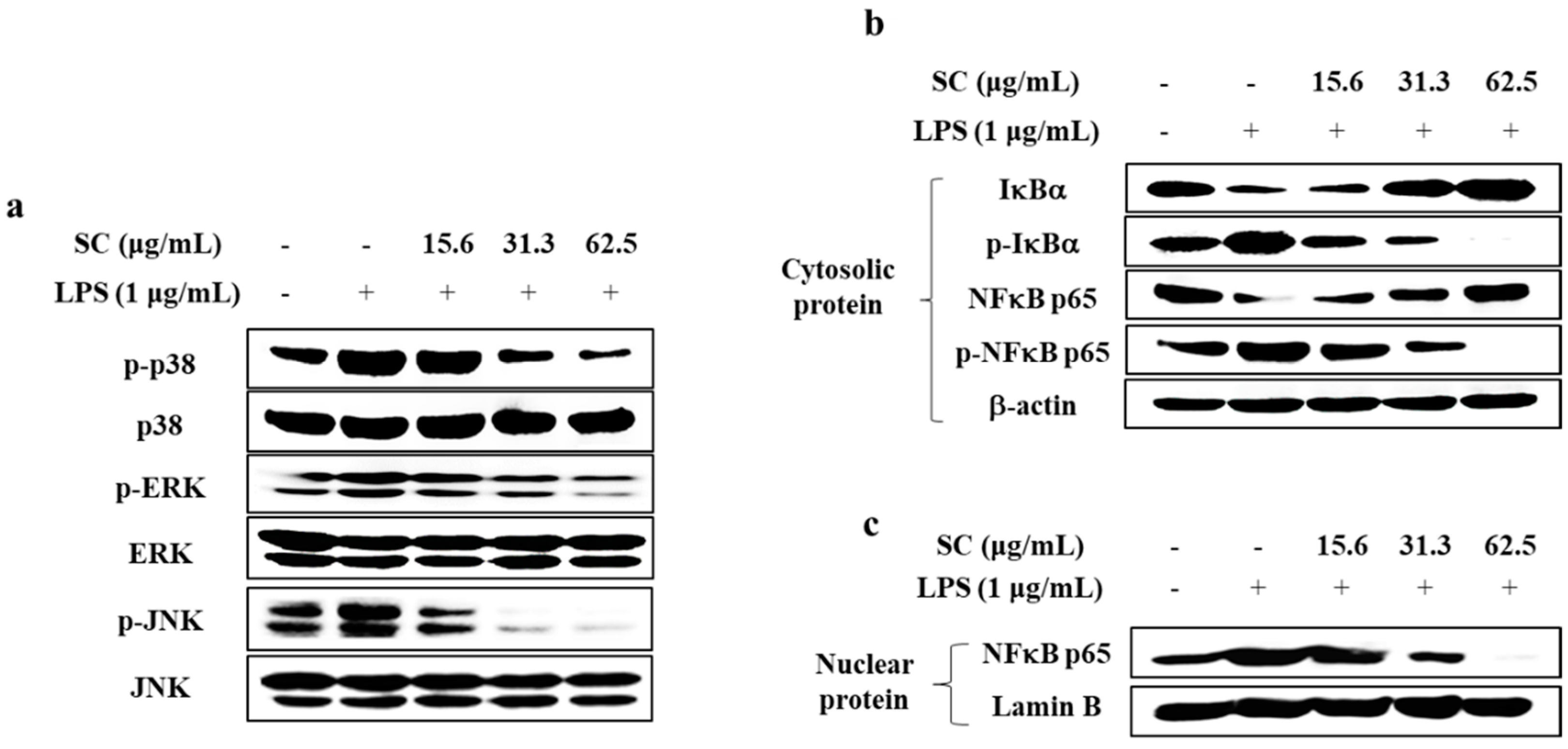 Marinedrugs 19 00497 g003