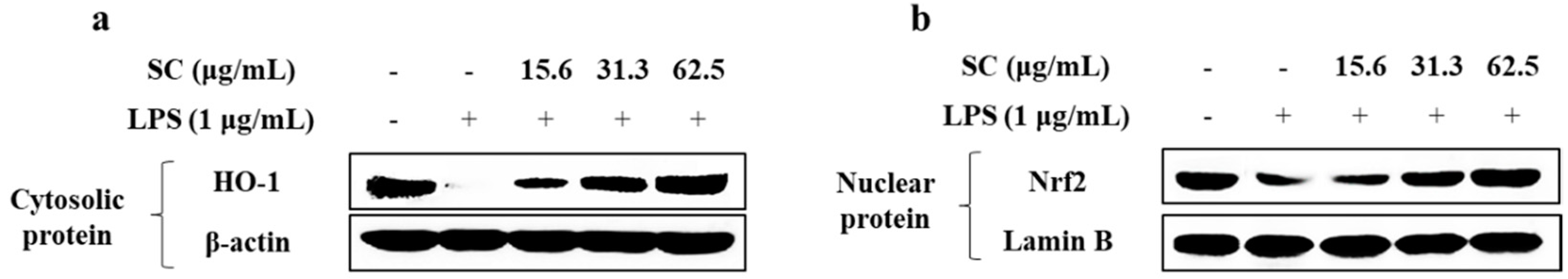 Marinedrugs 19 00497 g004