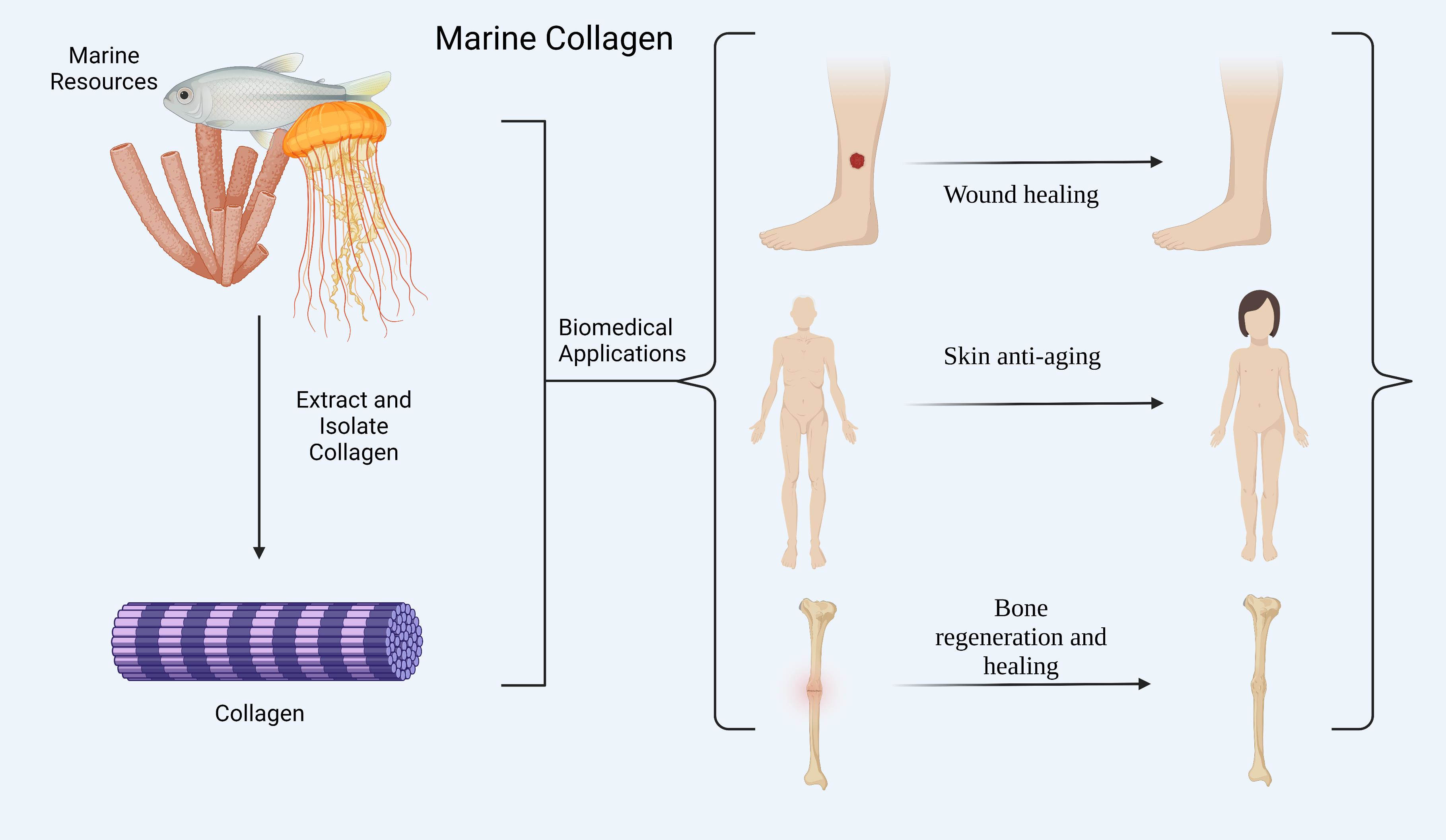Marine Drugs | Free Full-Text | Marine Collagen: A Promising Biomaterial  for Wound Healing, Skin Anti-Aging, and Bone Regeneration | HTML