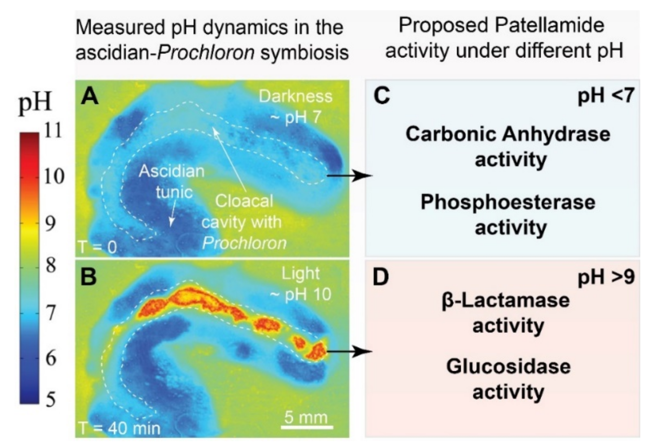 Marinedrugs 20 00119 g007