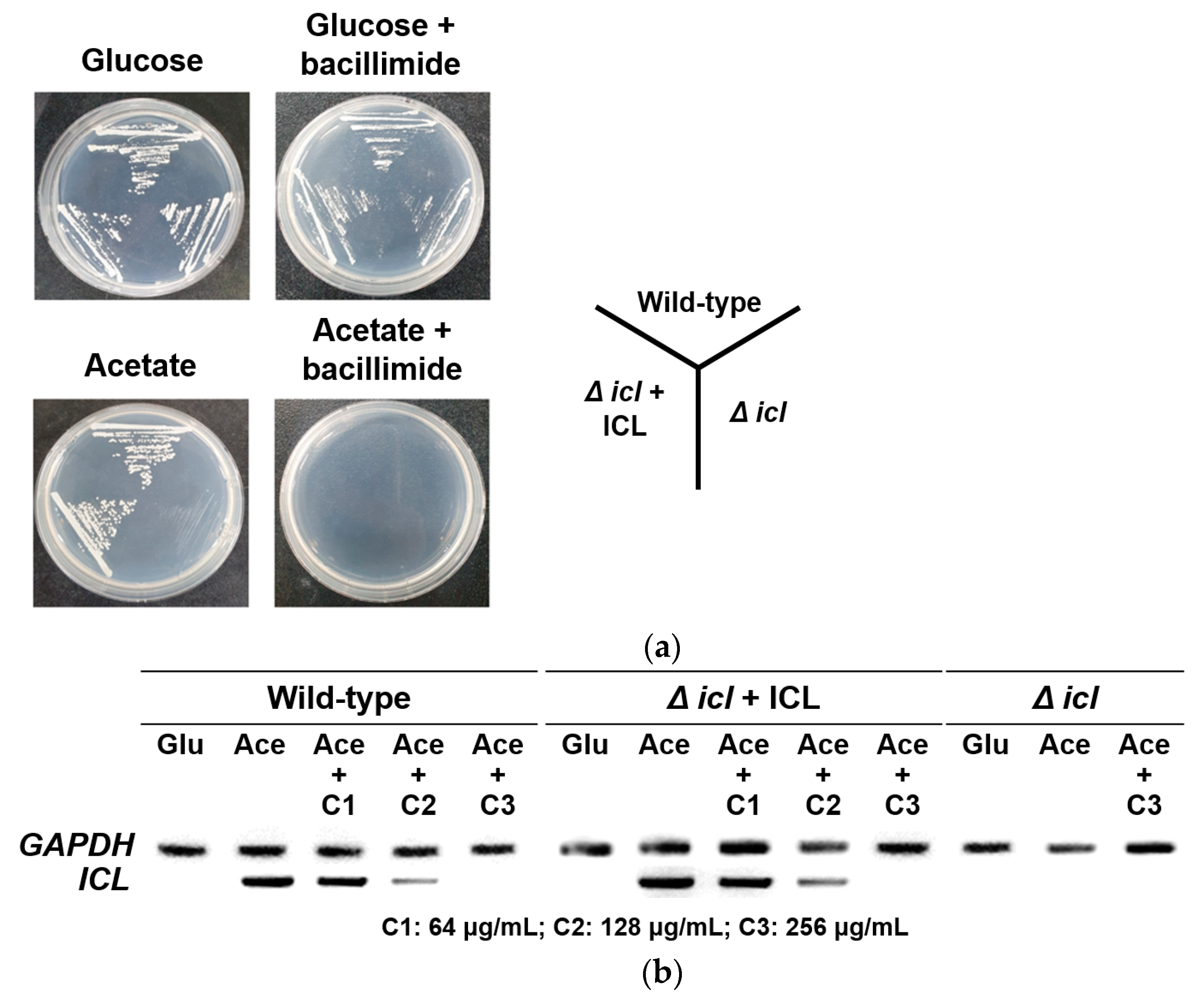 Marinedrugs 20 00138 g006