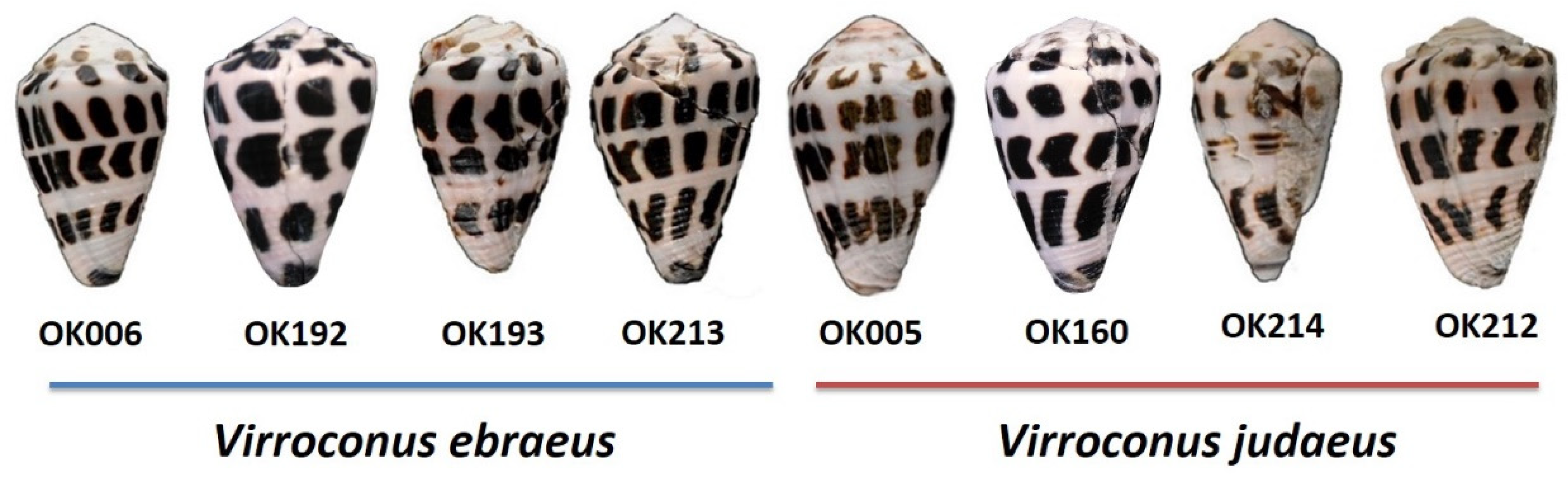 Marine Drugs Free Full Text Comparative Venomics Of The Cryptic Cone Snail Species Virroconus Ebraeus And Virroconus Judaeus Html