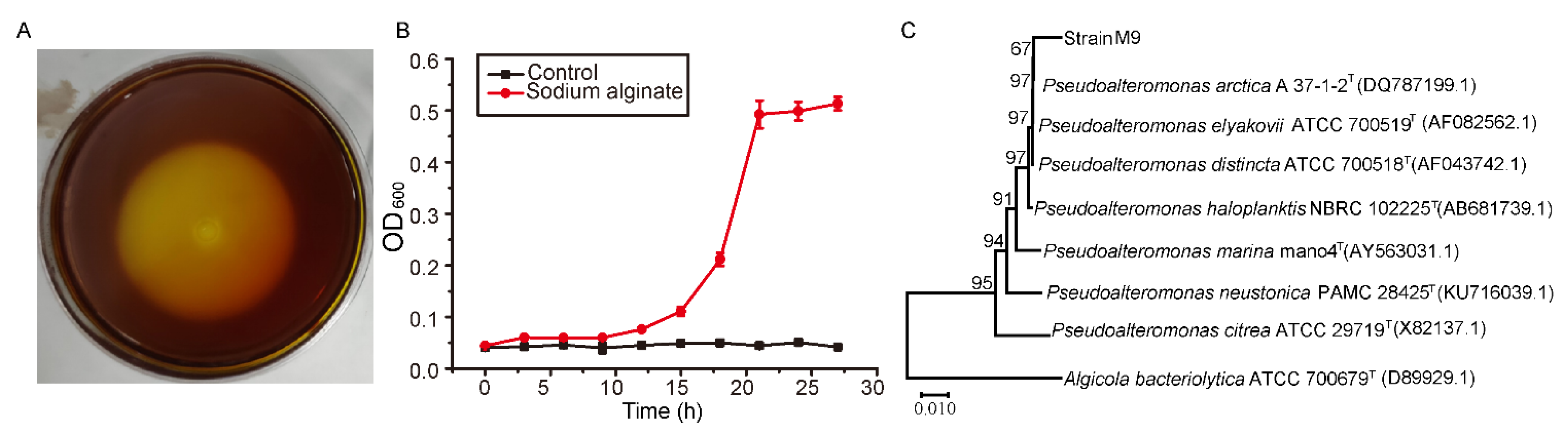 5. ALGINATE