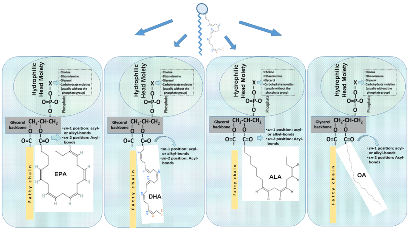 Marinedrugs 20 00187 g001 Marinedrugs 20 00187 g001