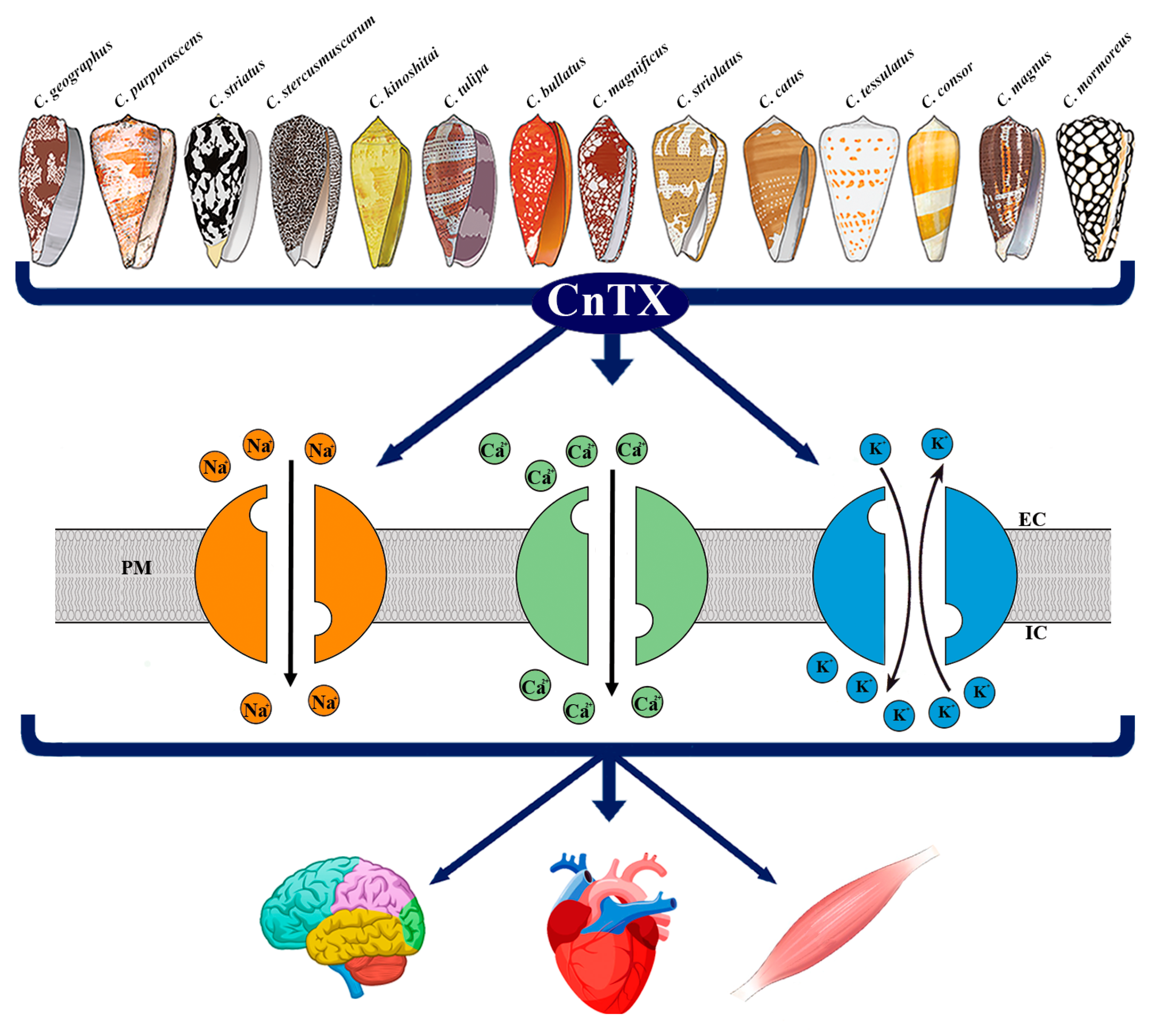 Conformational ensembles of non-peptide ω-conotoxin mimetics and