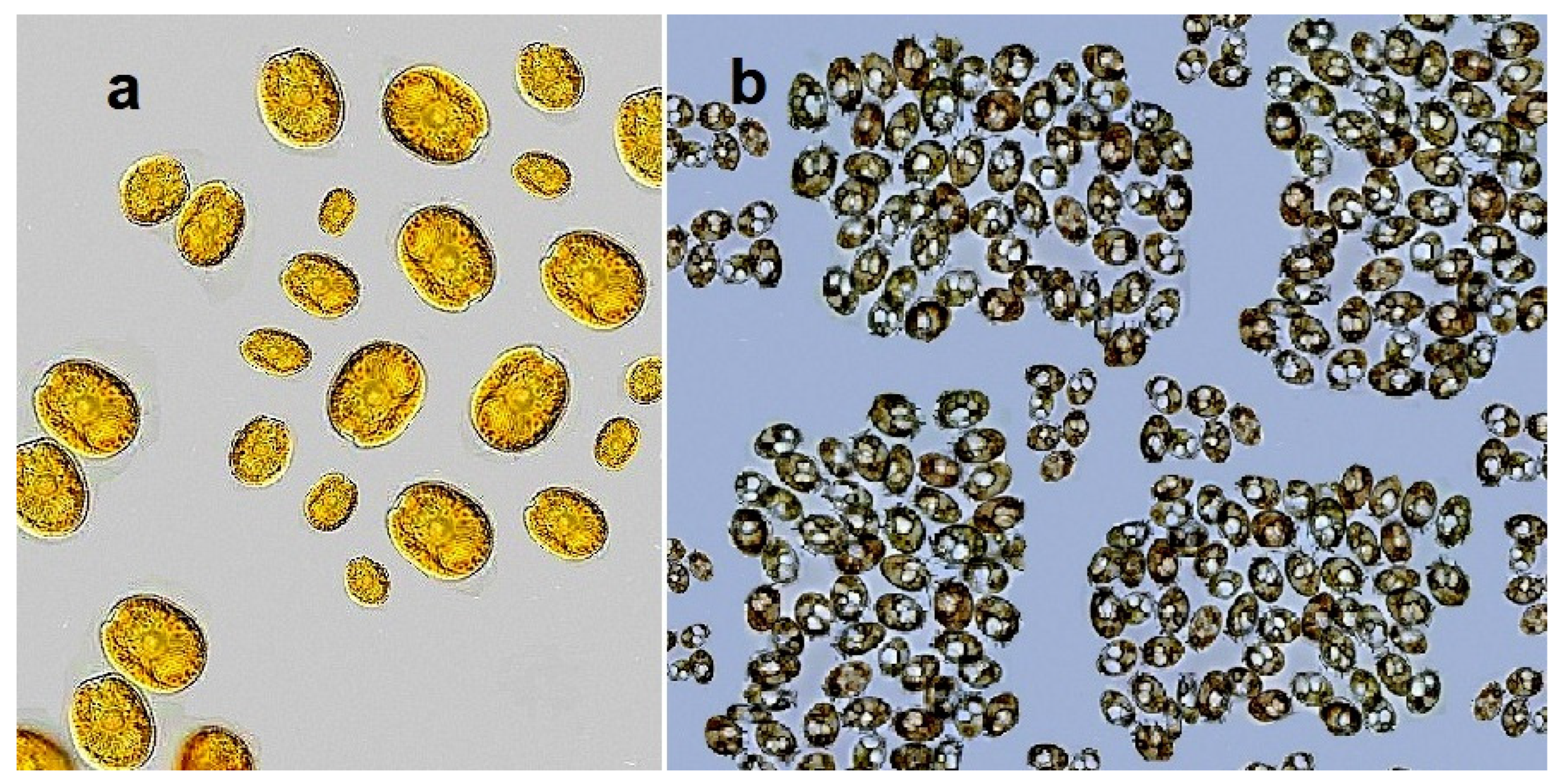 Marinedrugs 20 00292 g002 Marinedrugs 20 00292 g002