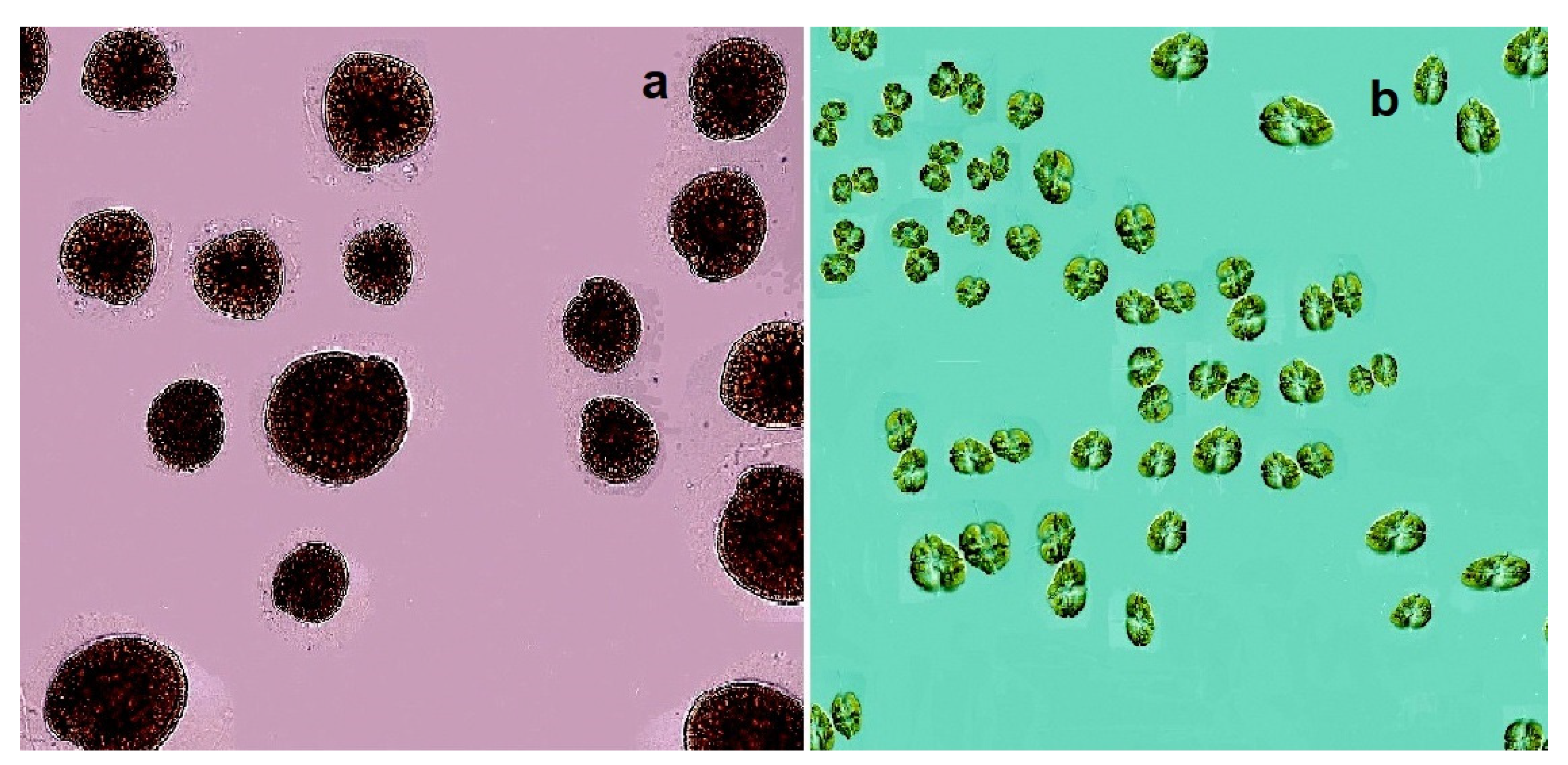 Marinedrugs 20 00292 g010 Marinedrugs 20 00292 g010