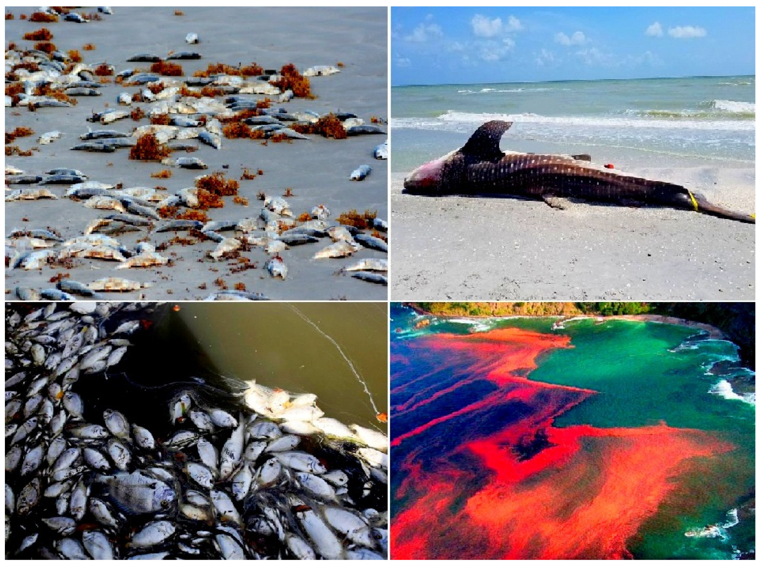 Marinedrugs 20 00292 g014 Marinedrugs 20 00292 g014