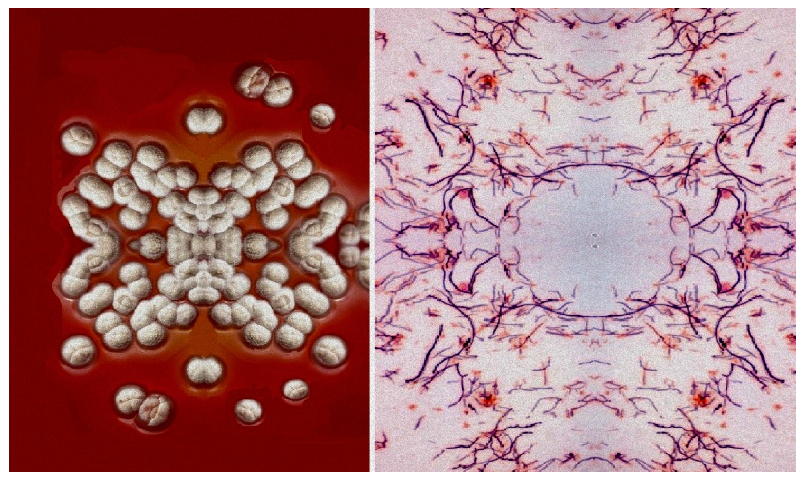 Marinedrugs 20 00292 g043 Marinedrugs 20 00292 g043