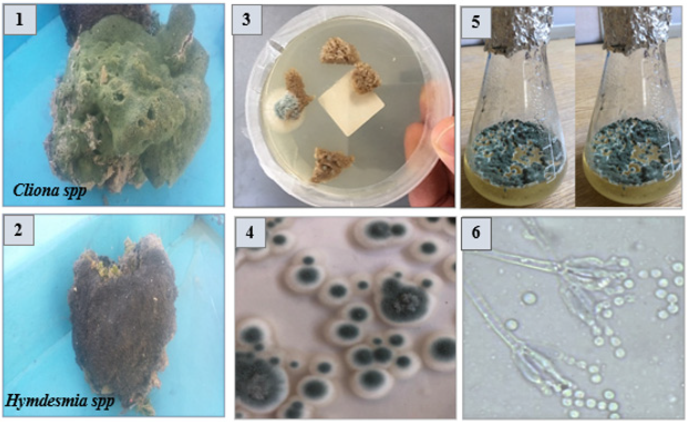 Marinedrugs 20 00326 g006