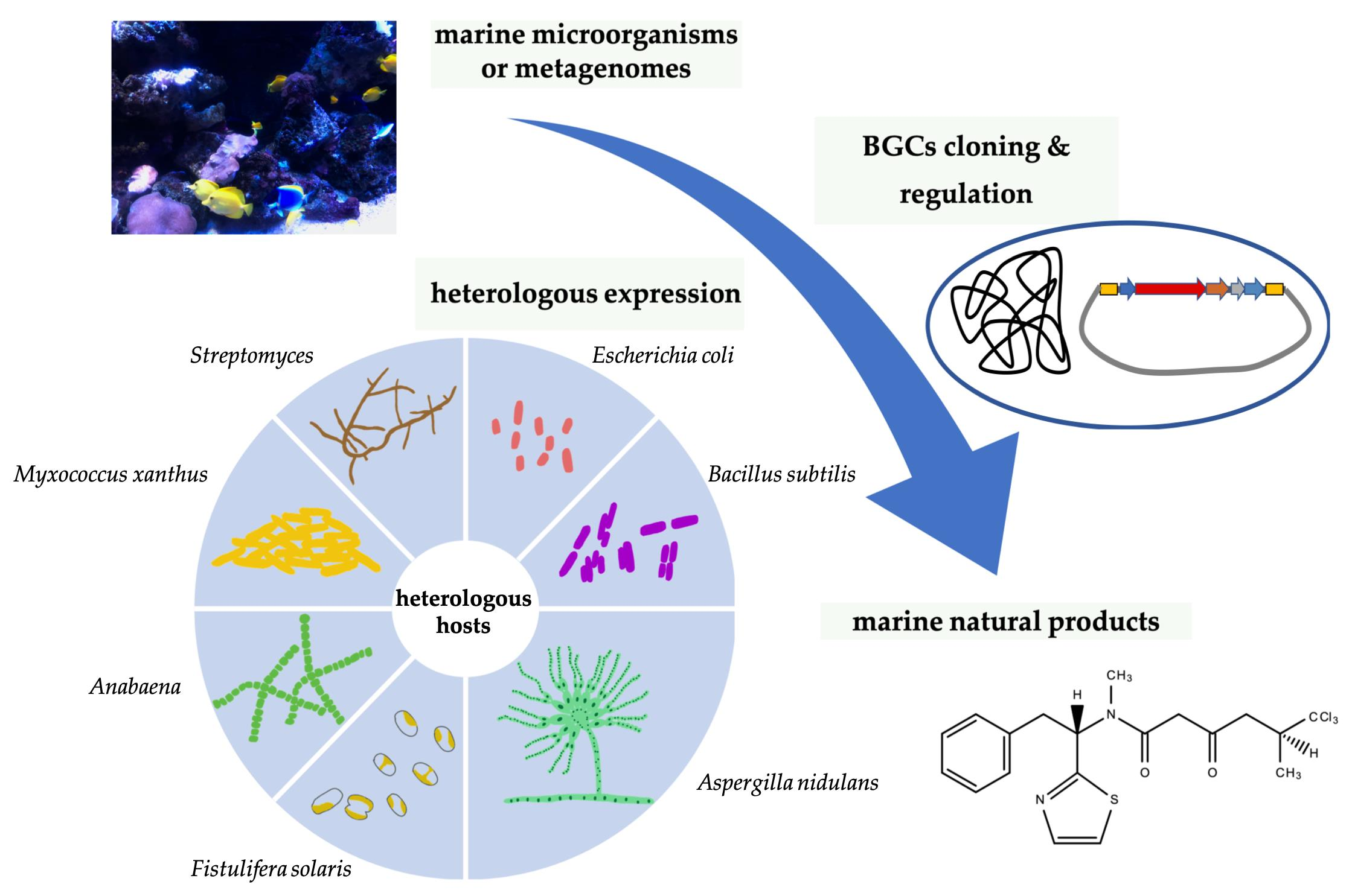 Marine Drugs | Free Full-Text | Recent Advances In The Heterologous ...