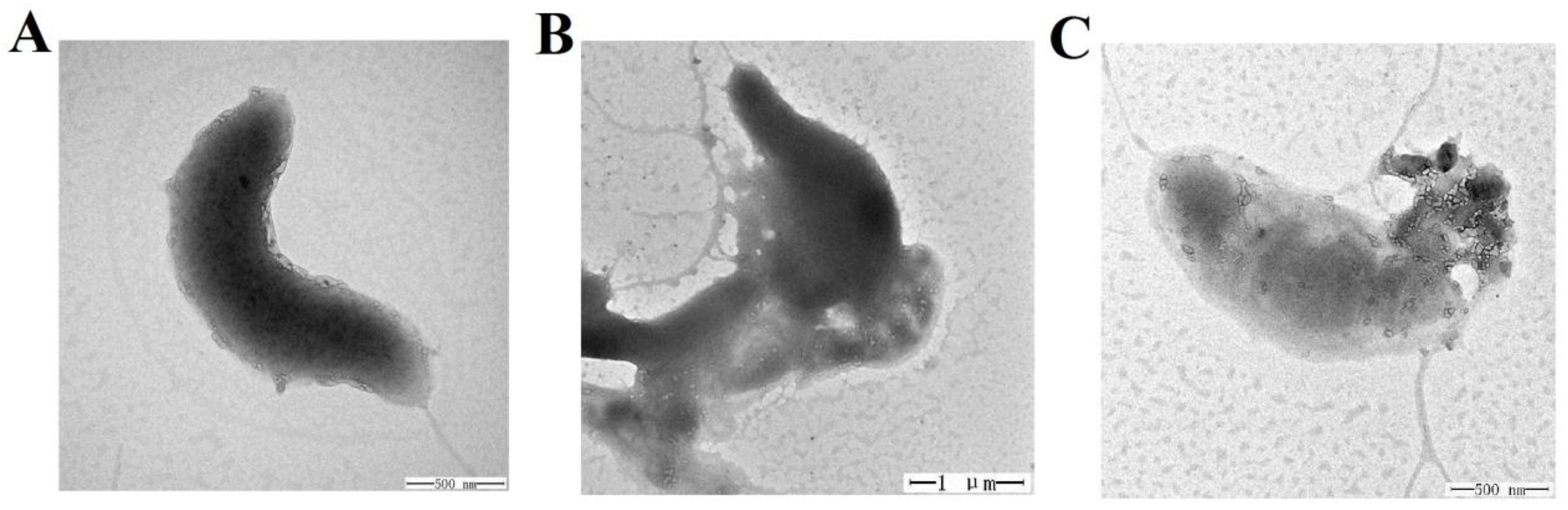 Marinedrugs 20 00353 g005