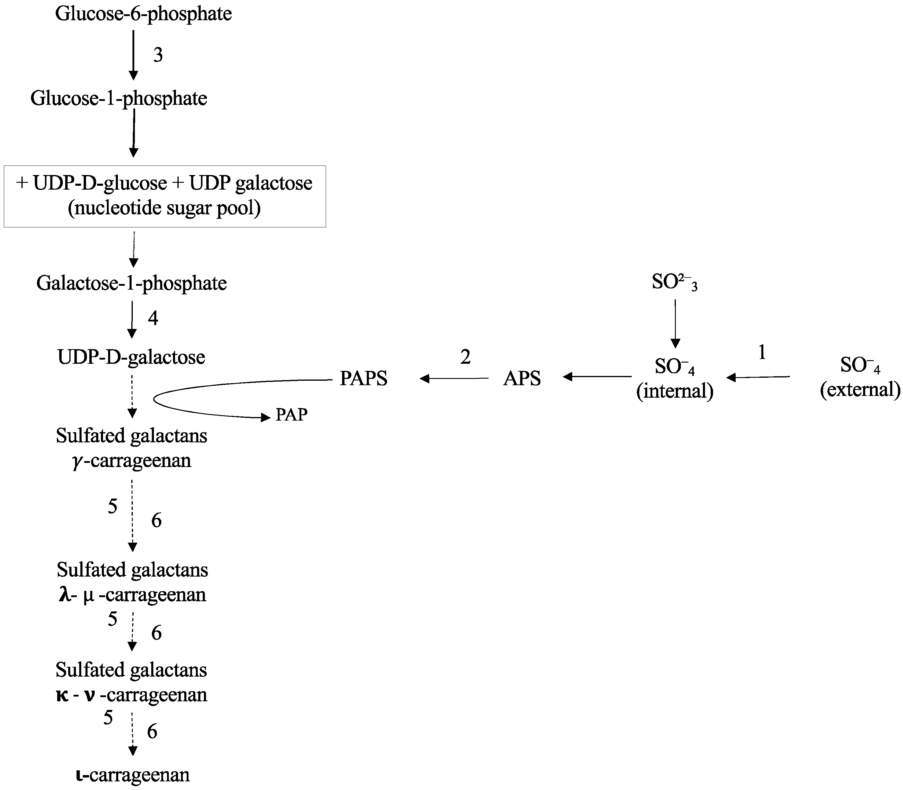 Frontiers  Carrageenan From Kappaphycus alvarezii (Rhodophyta,  Solieriaceae): Metabolism, Structure, Production, and Application