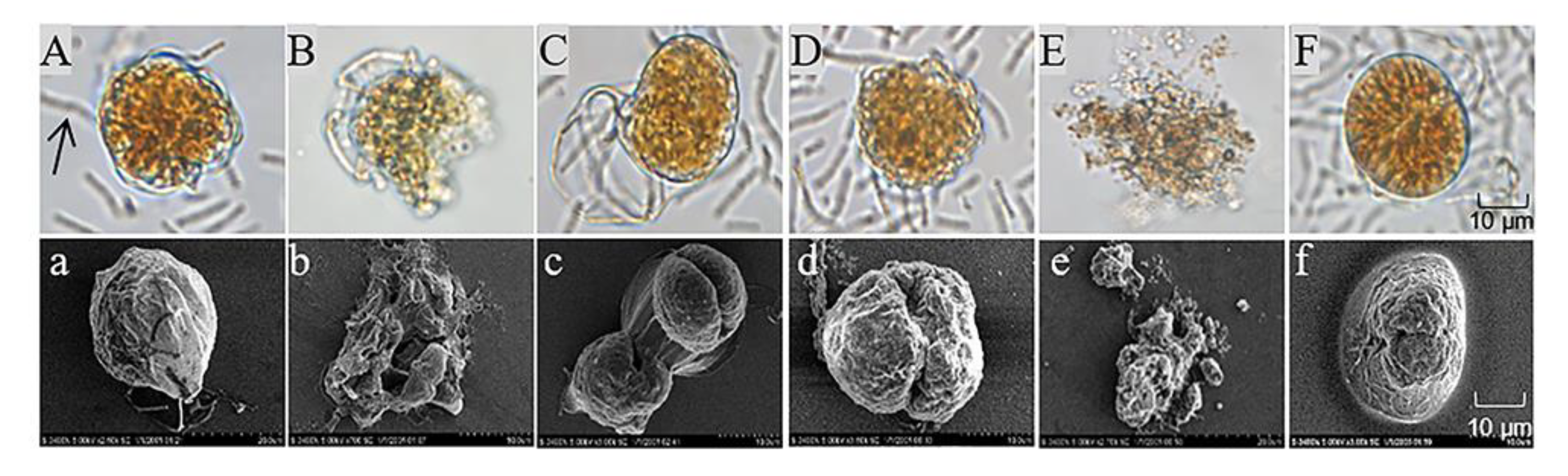 Marinedrugs 20 00624 g003