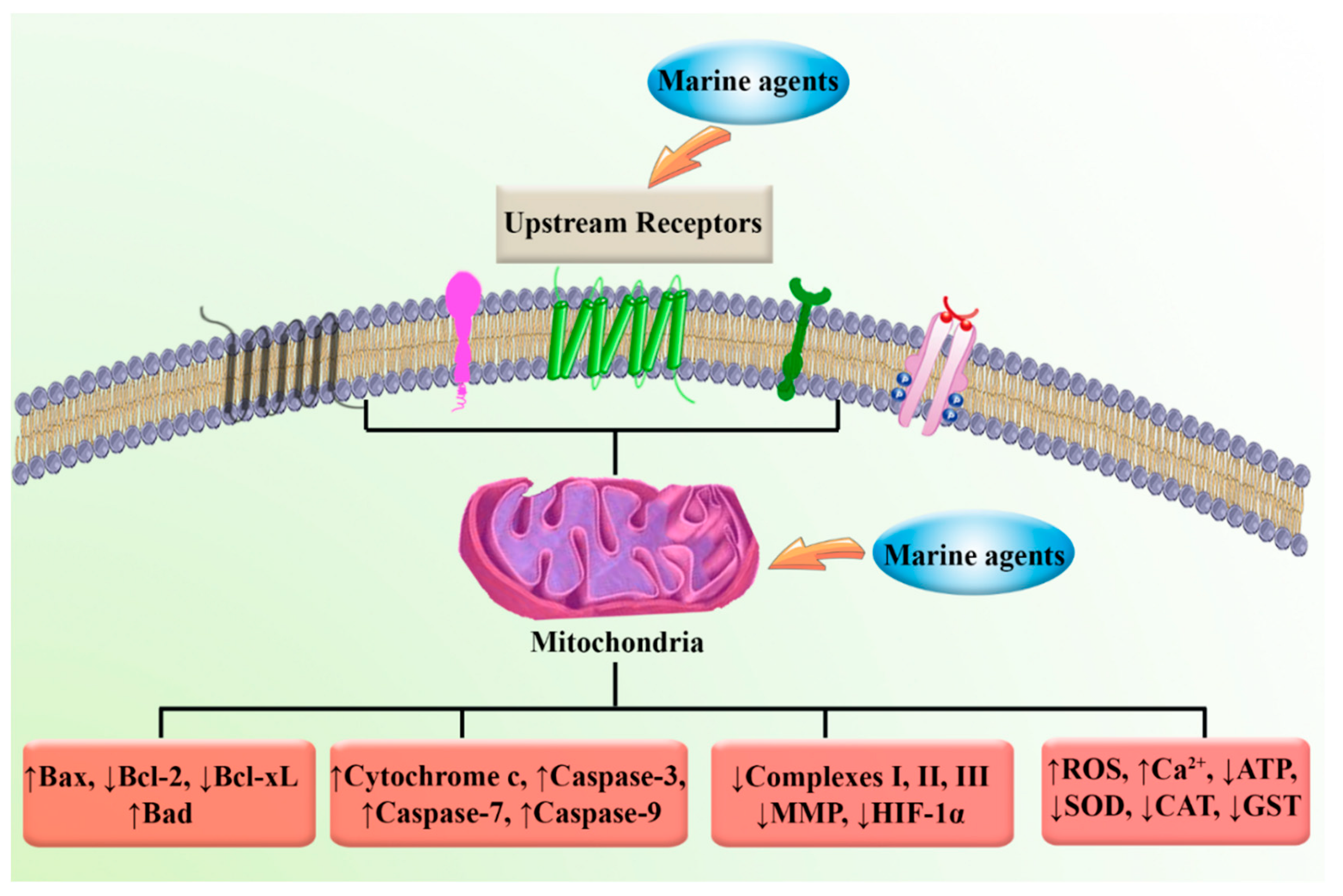 Marinedrugs 20 00625 g006