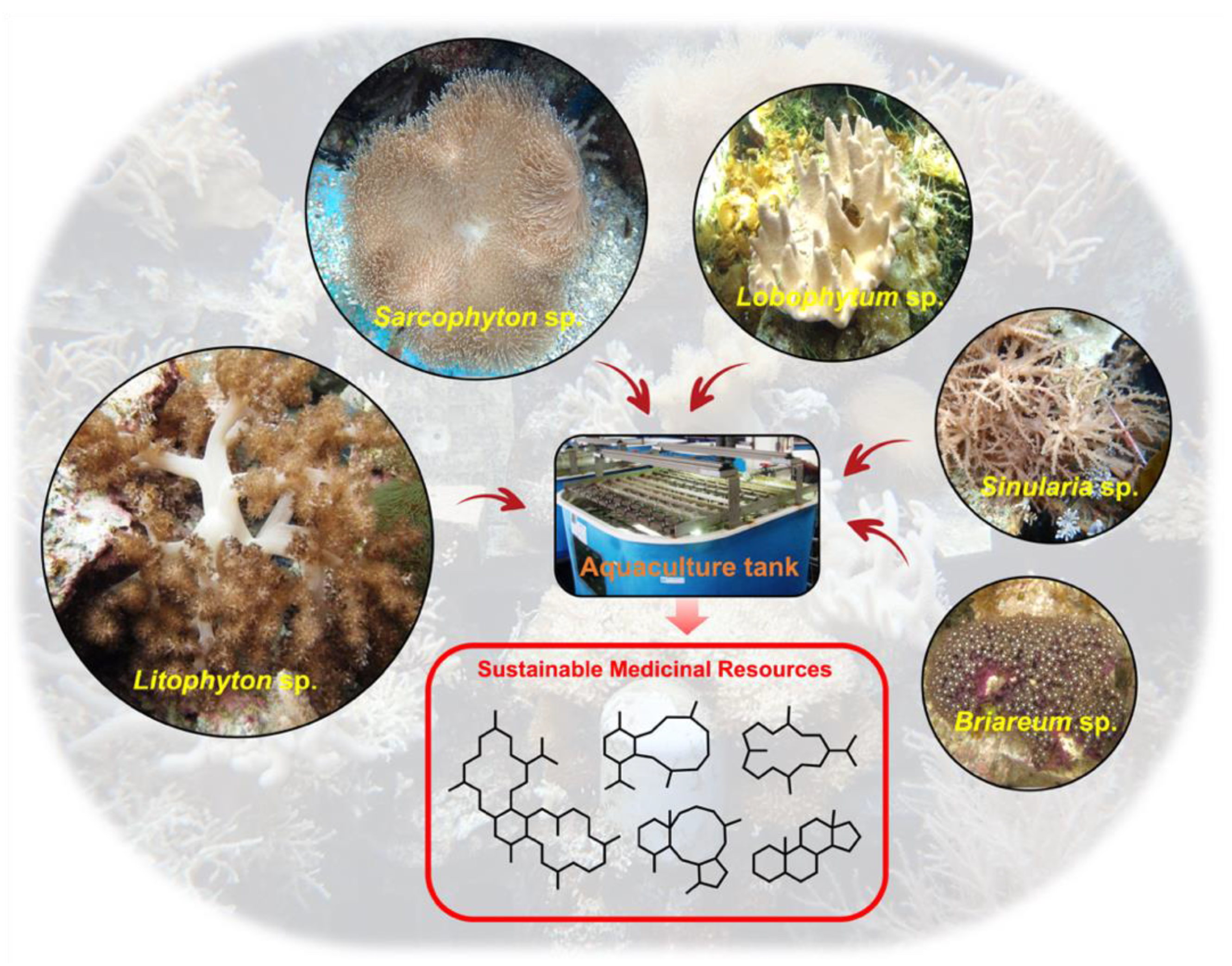 Marinedrugs 20 00640 g001 Marinedrugs 20 00640 g001