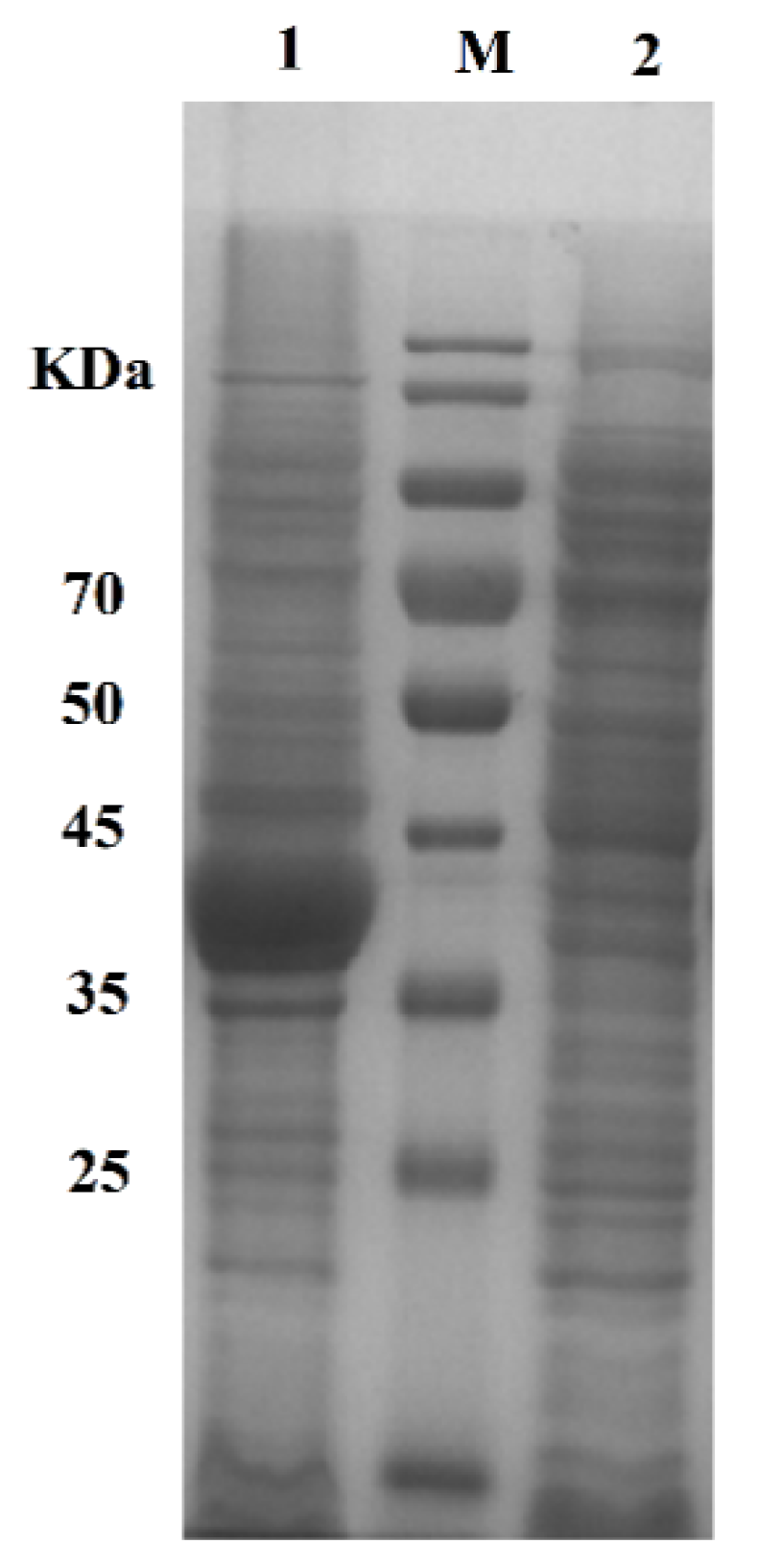 Marinedrugs 20 00709 g004