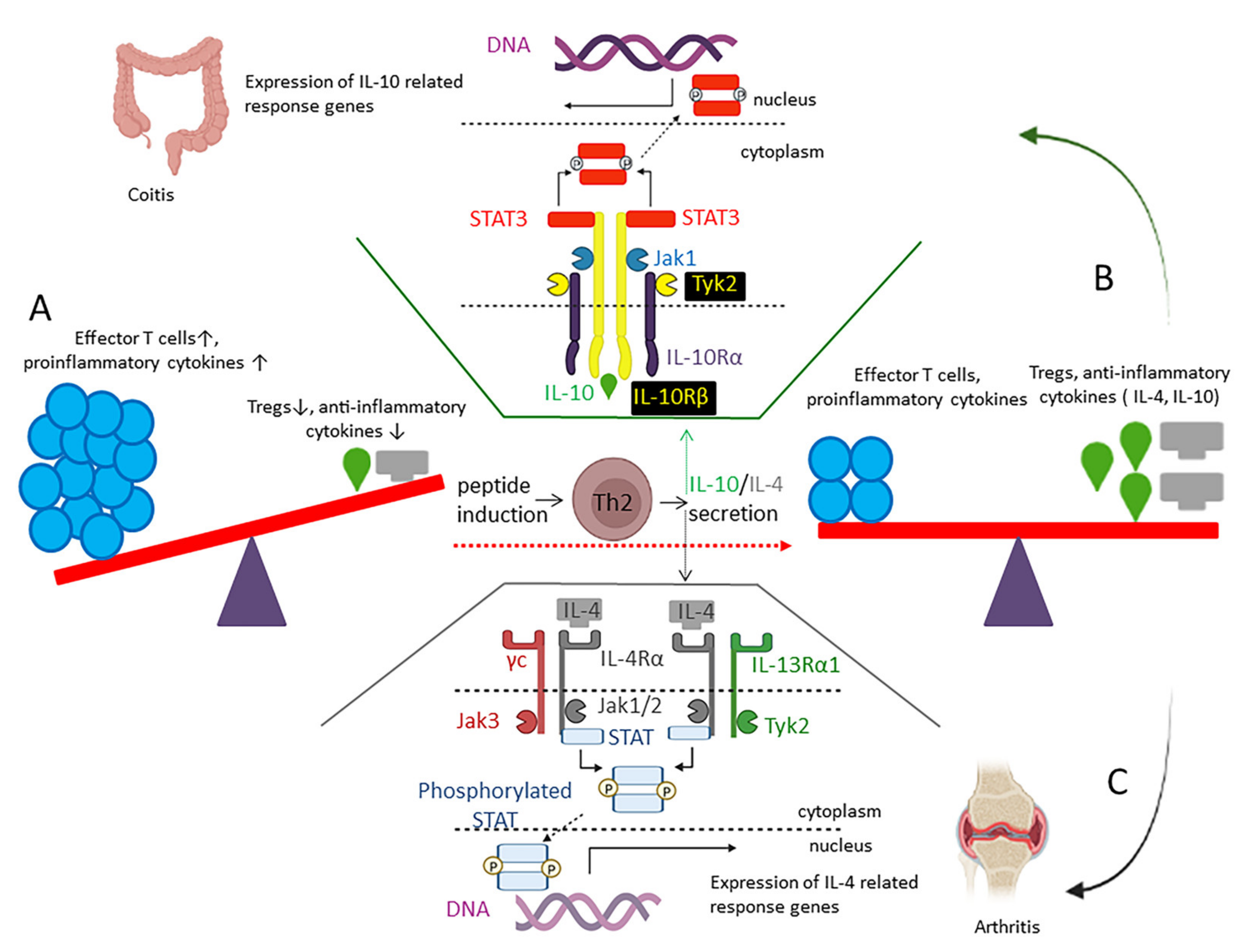 Marinedrugs 20 00763 g004