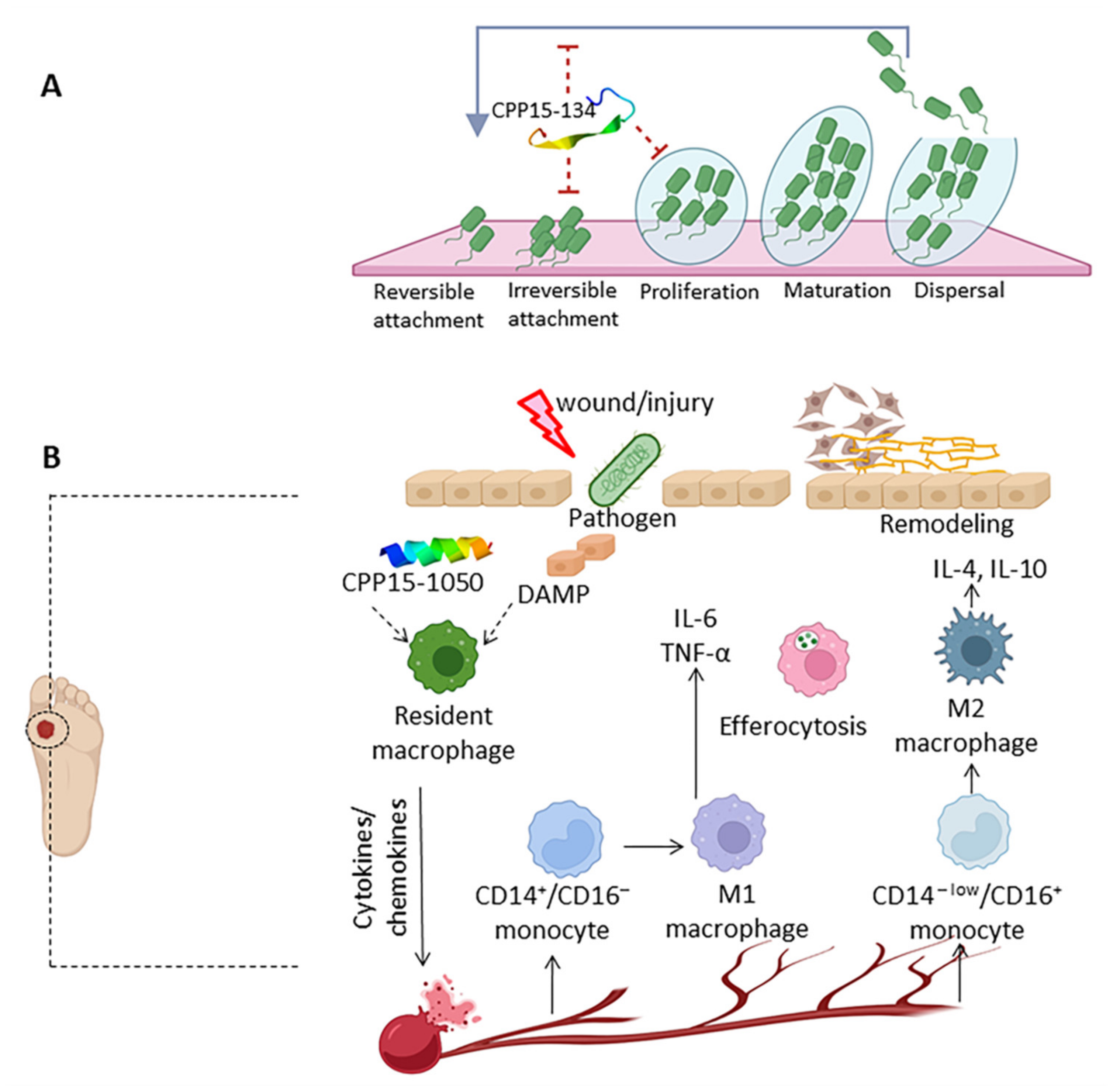 Marinedrugs 20 00763 g006