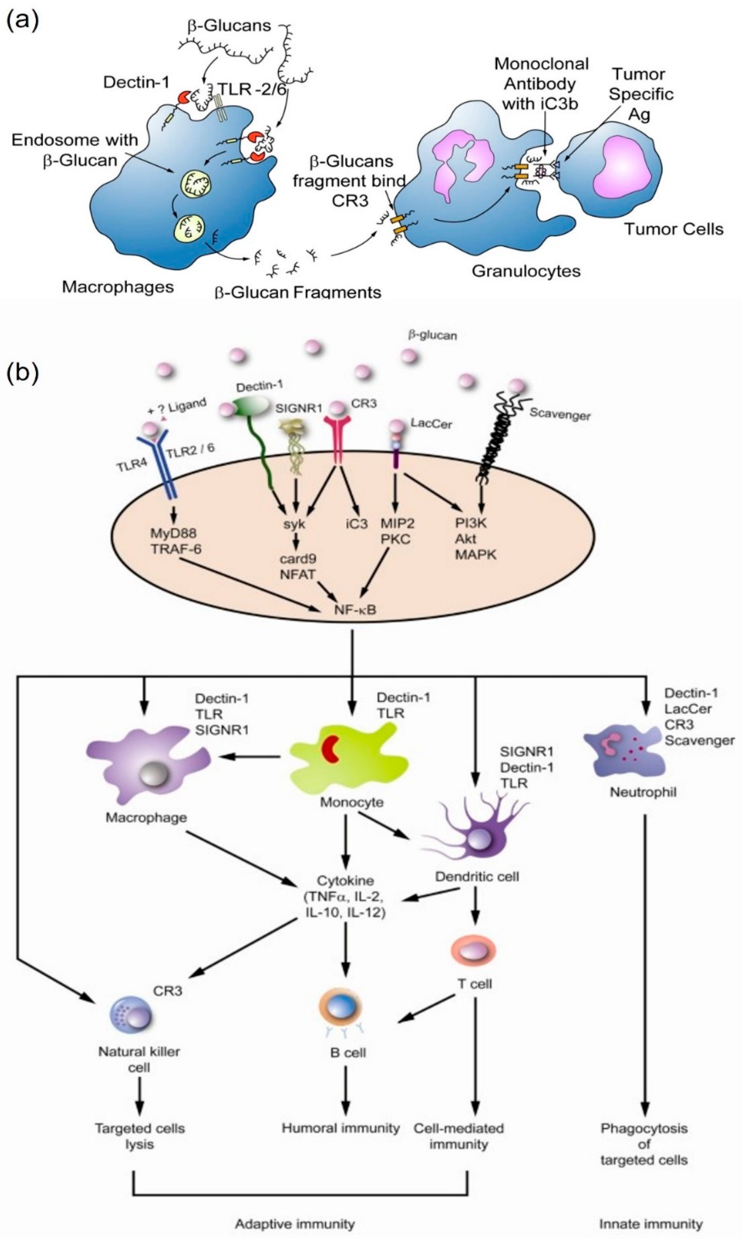 Marinedrugs 20 00772 g004 Marinedrugs 20 00772 g004