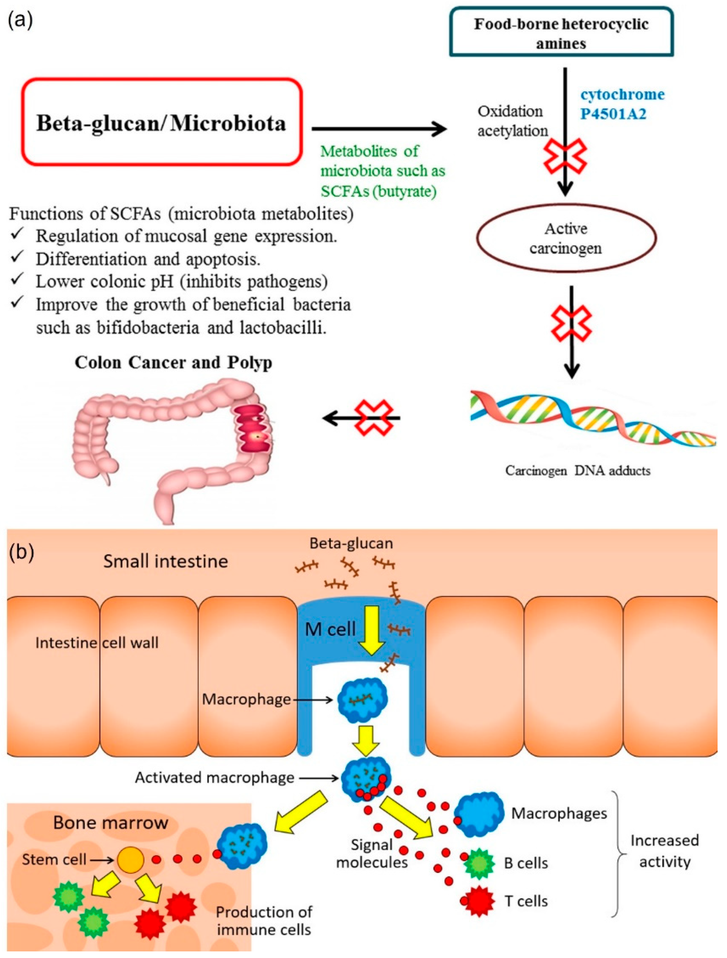 Marinedrugs 20 00772 g005 Marinedrugs 20 00772 g005