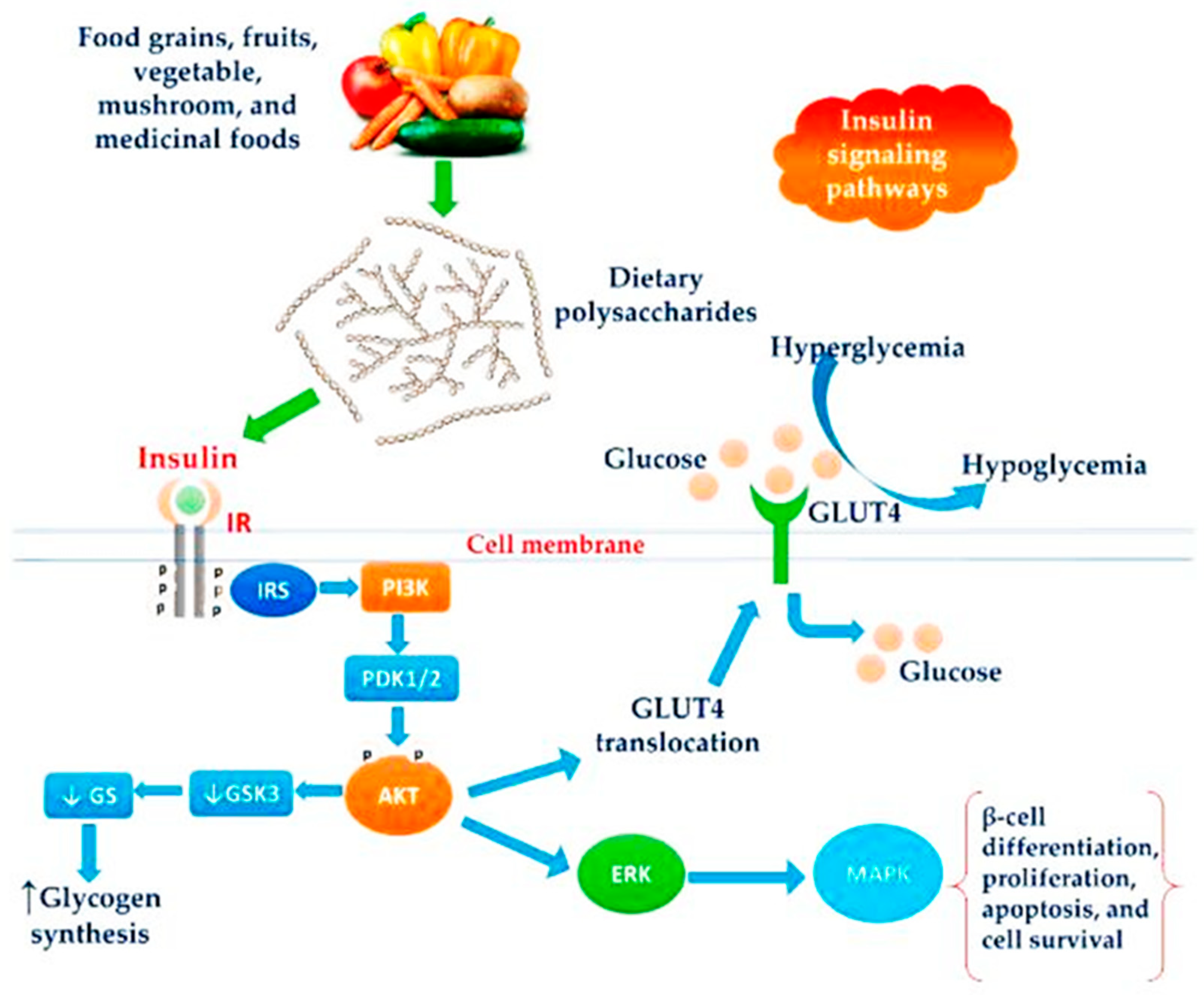 Лептин для похудения. Insulin signaling Pathway. Инъекции лептина. Рекомбинантный лептин. Лептин спортивное питание.