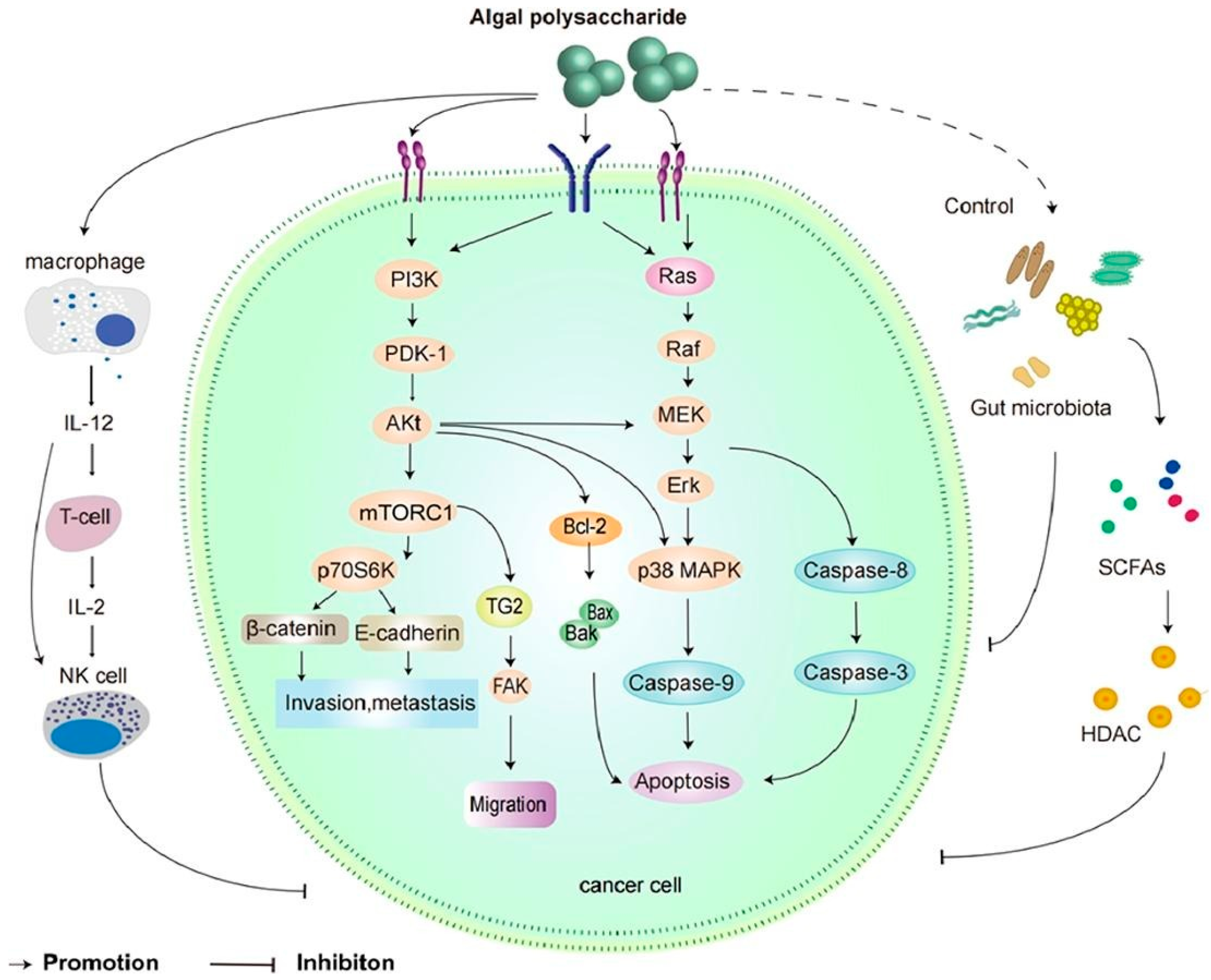 Marinedrugs 20 00772 g008 Marinedrugs 20 00772 g008