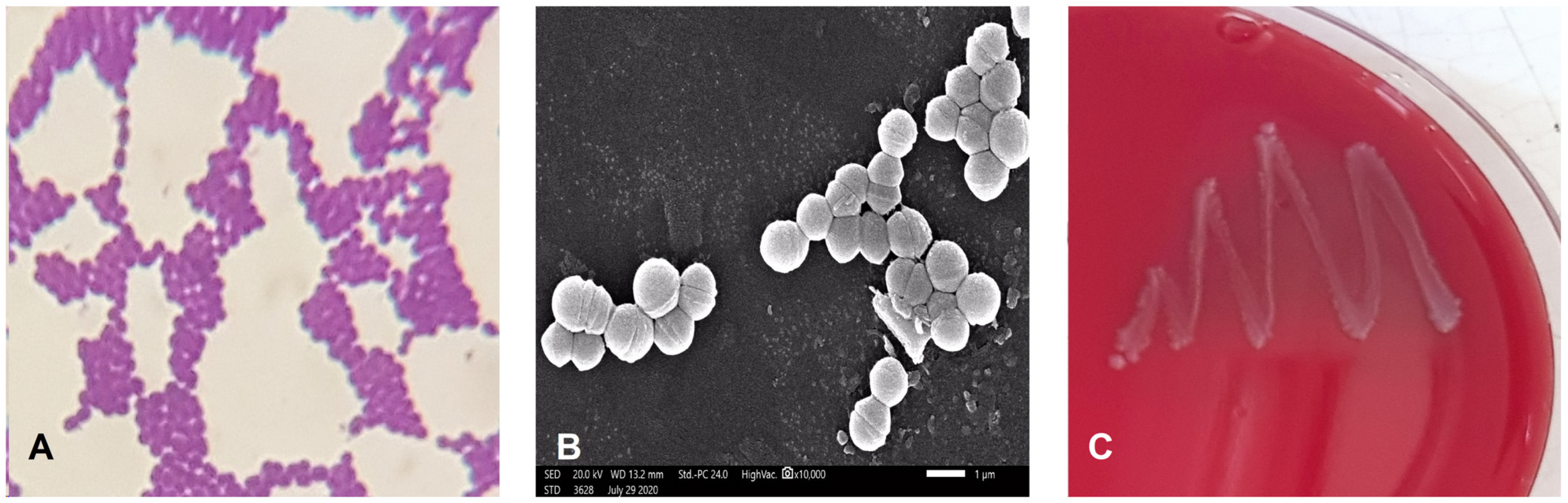 Marinedrugs 21 00045 g001