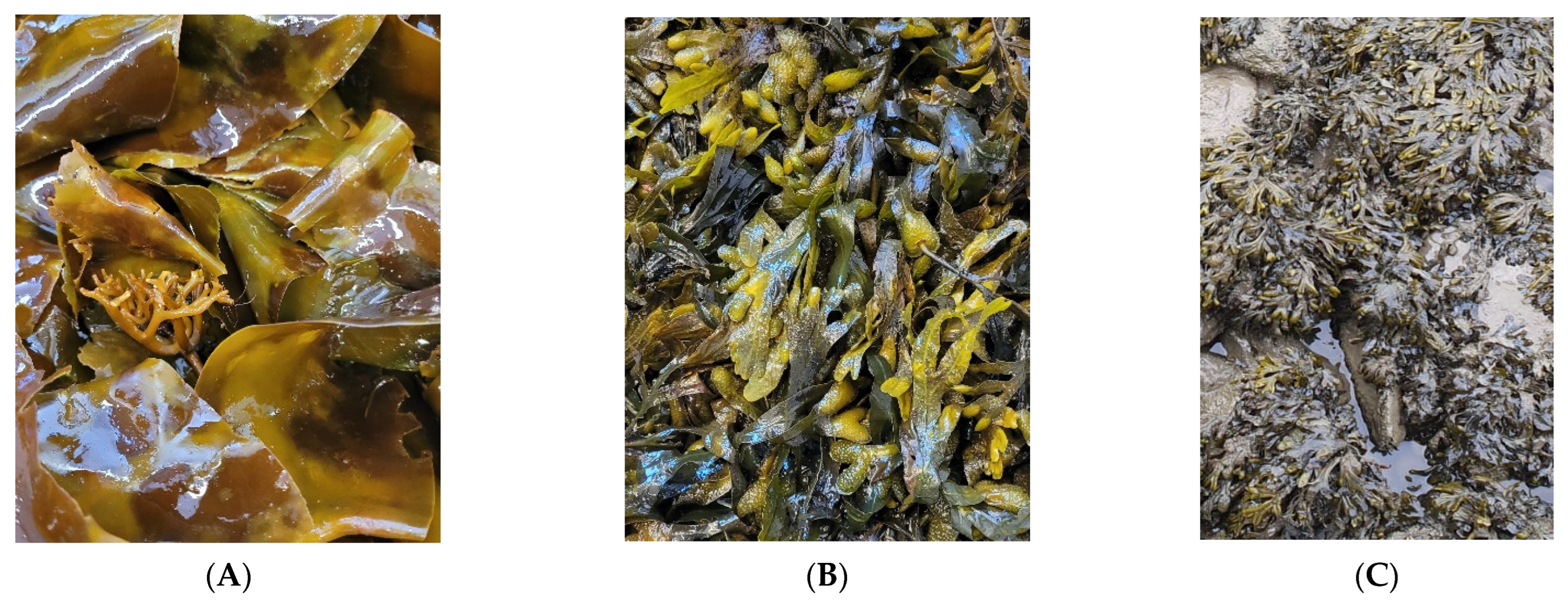 Marinedrugs 21 00048 g004