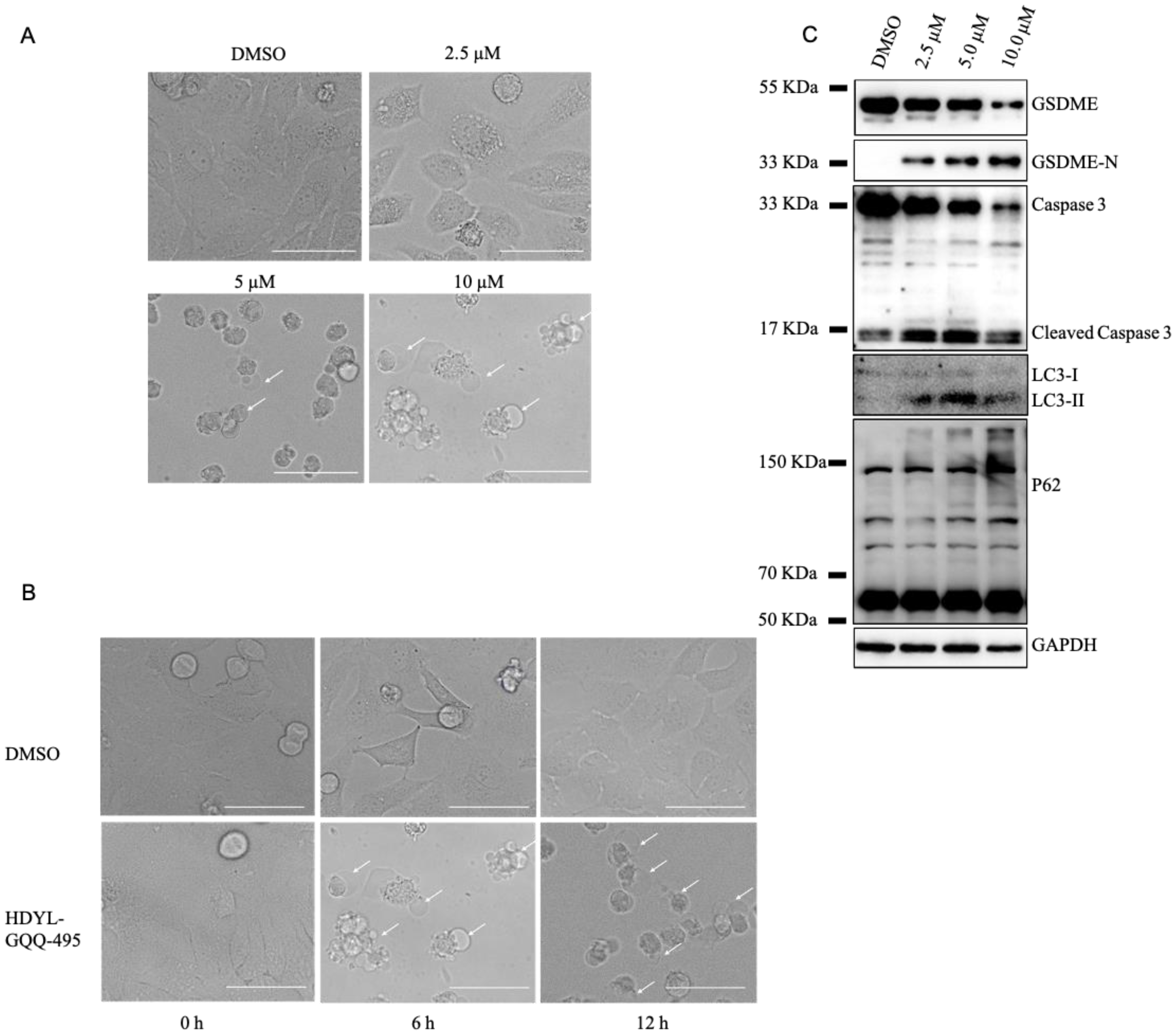 Marine Drugs | Free Full-Text | Marine-Derived Natural Product HDYL-GQQ-495  Targets P62 to Inhibit Autophagy